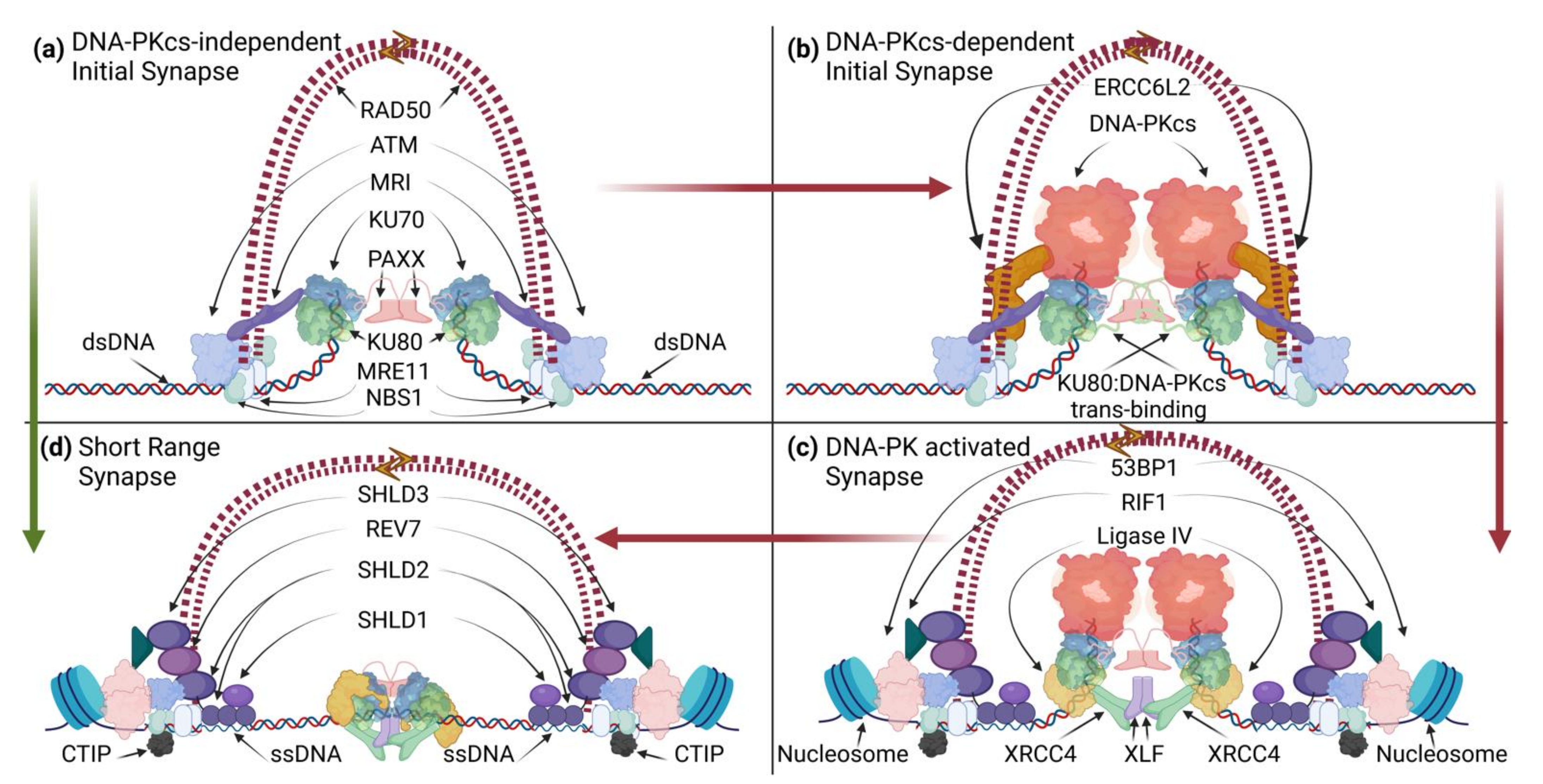 Biomolecules 11 01487 g002