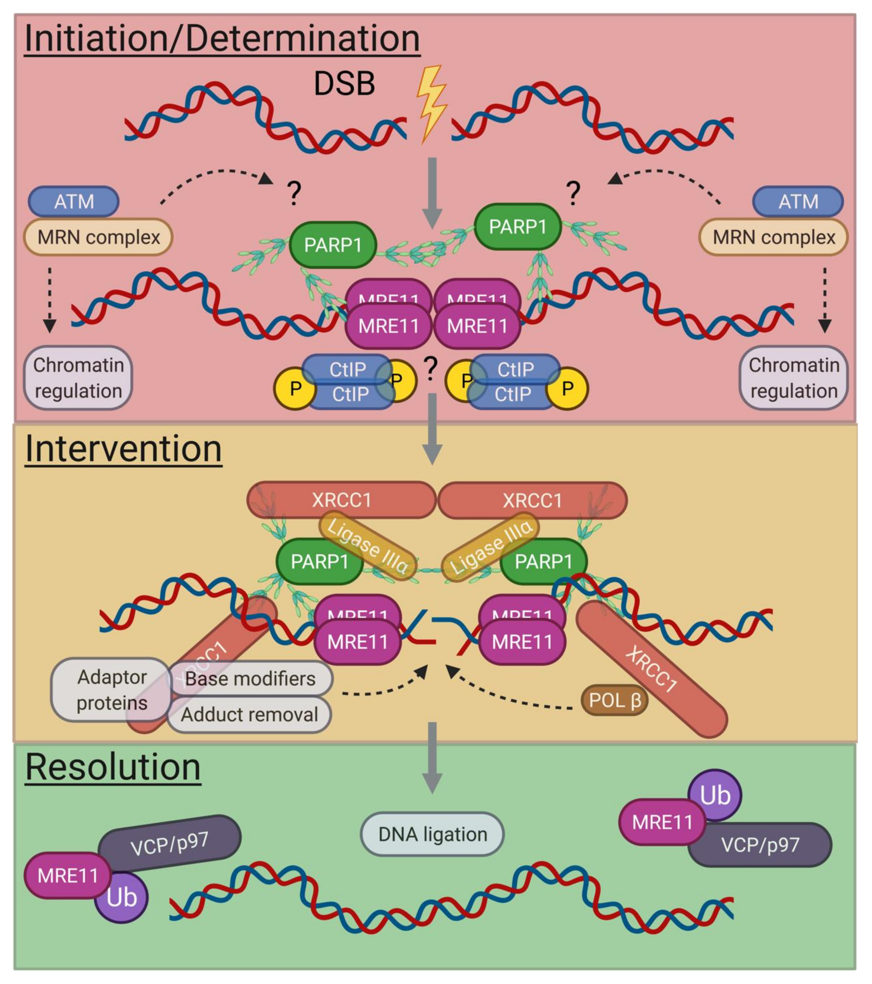 Biomolecules 11 01487 g003