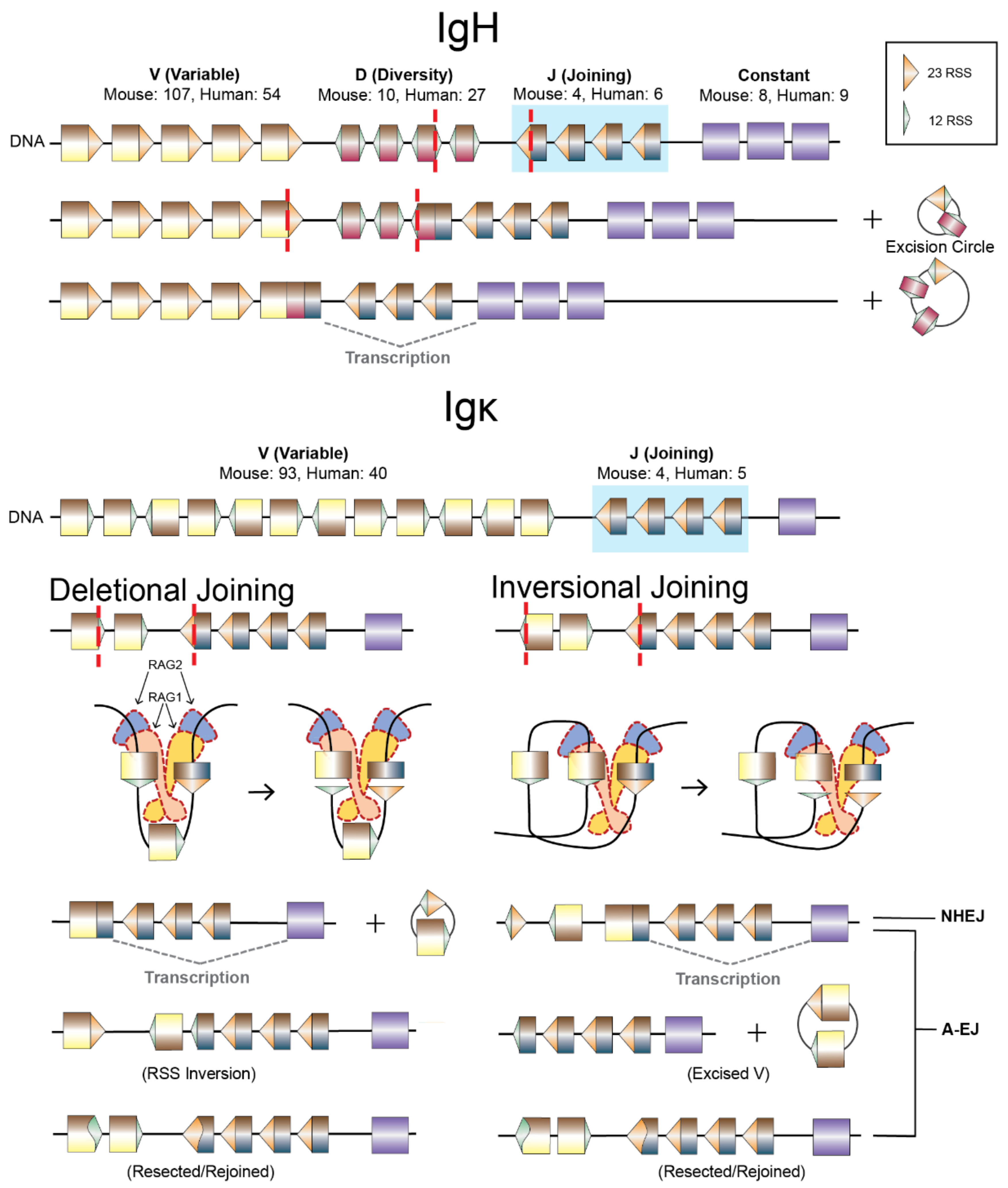 Biomolecules 11 01487 g004
