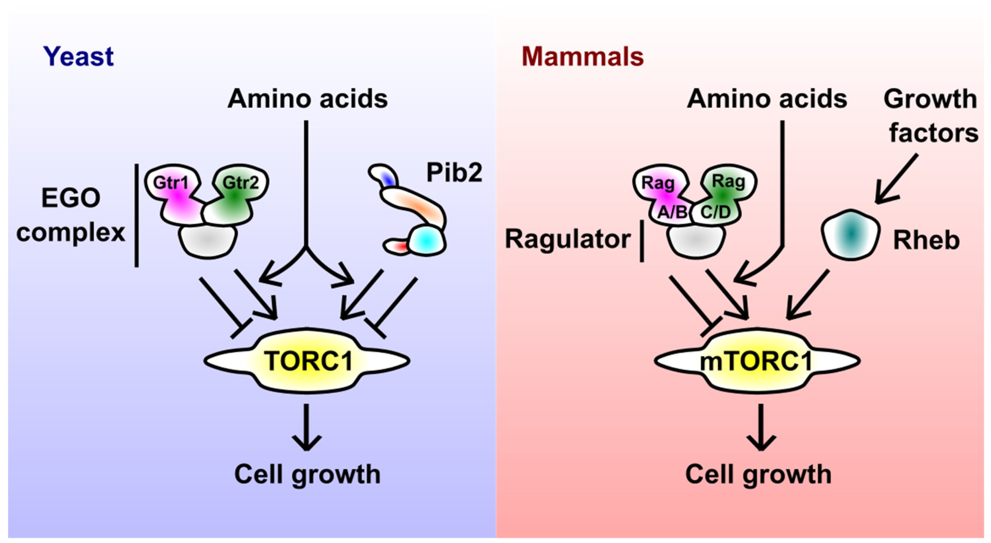 Biomolecules 11 01489 g001