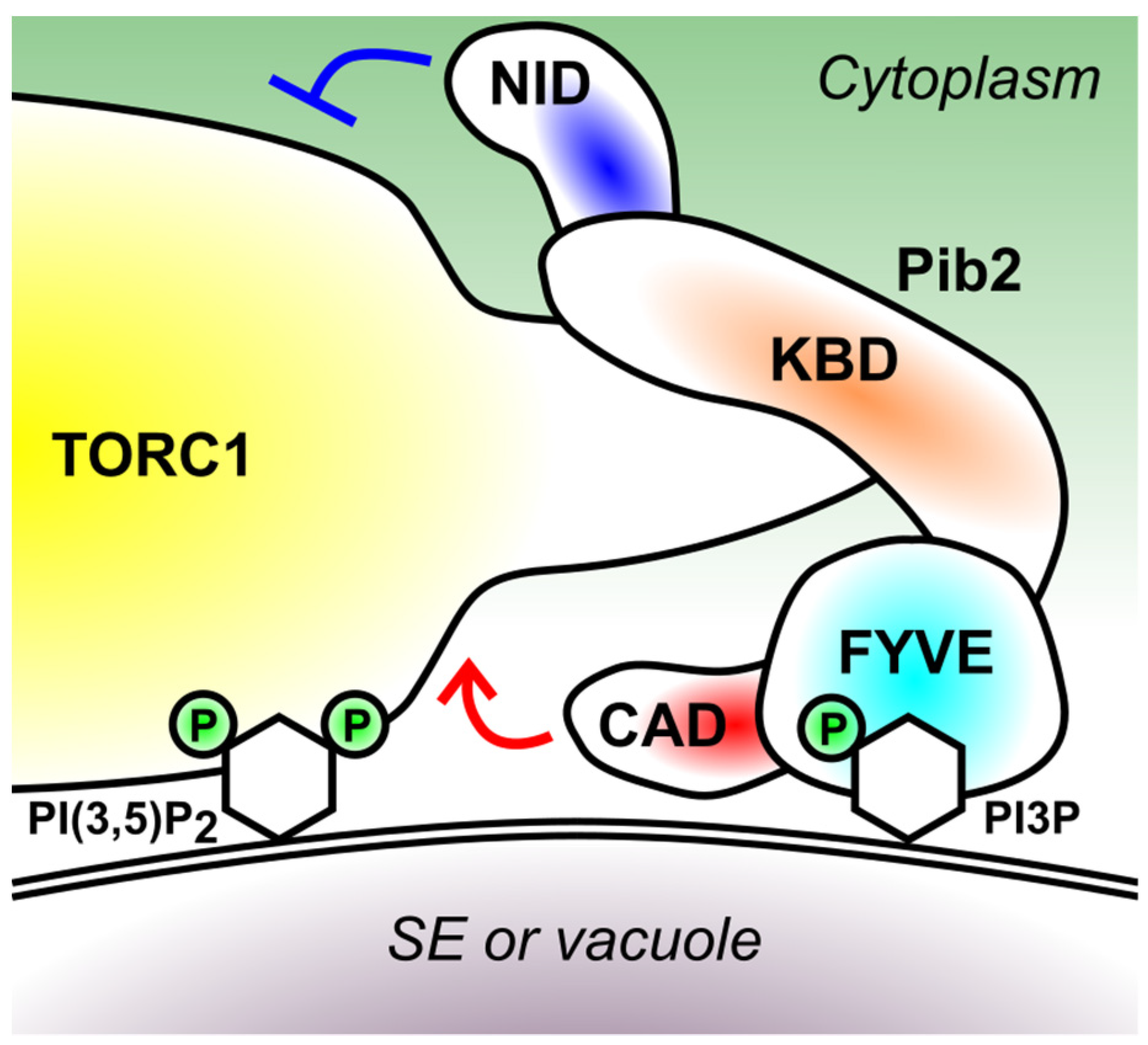 Biomolecules 11 01489 g003