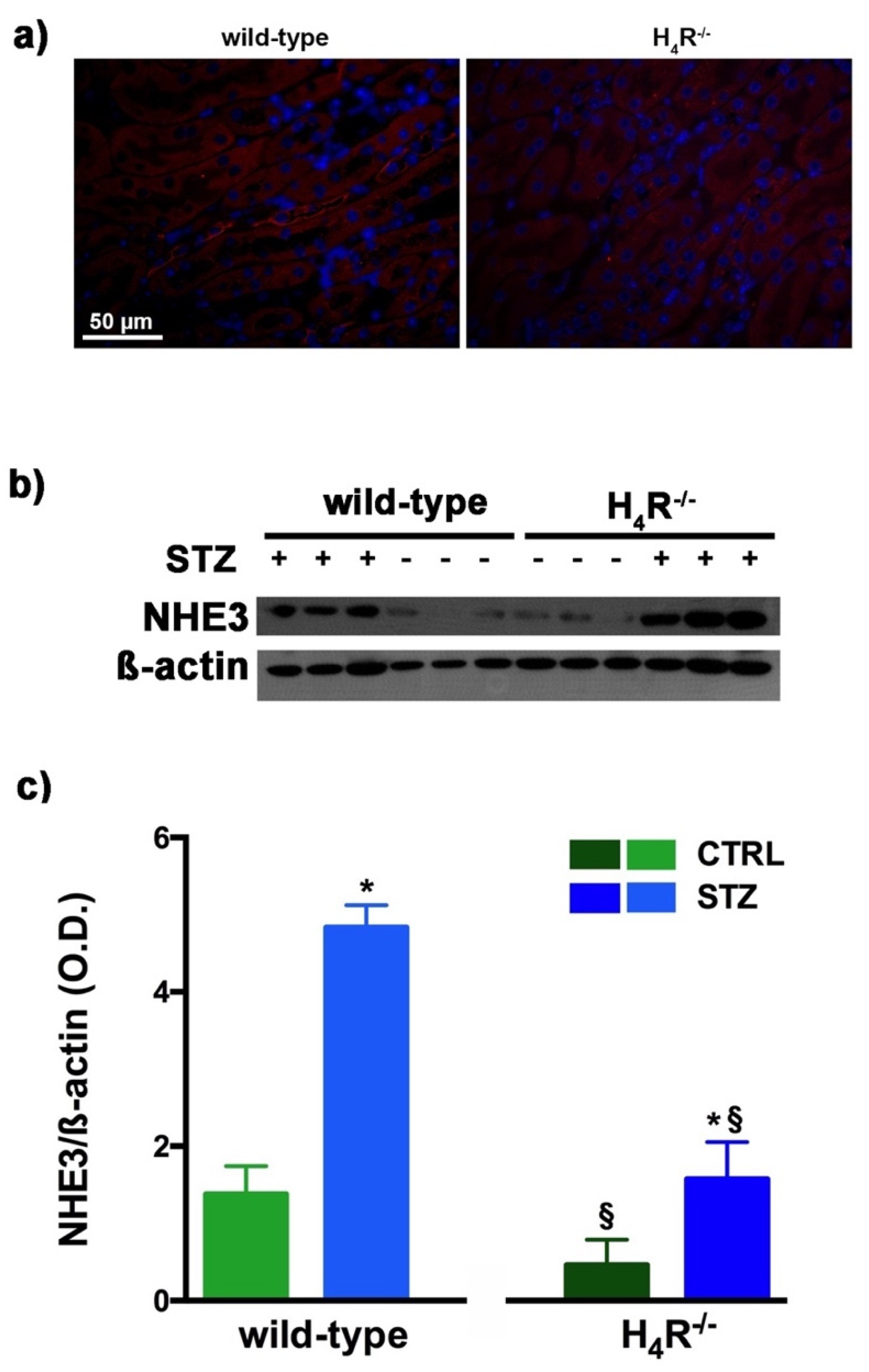Biomolecules 11 01517 g006 Biomolecules 11 01517 g006
