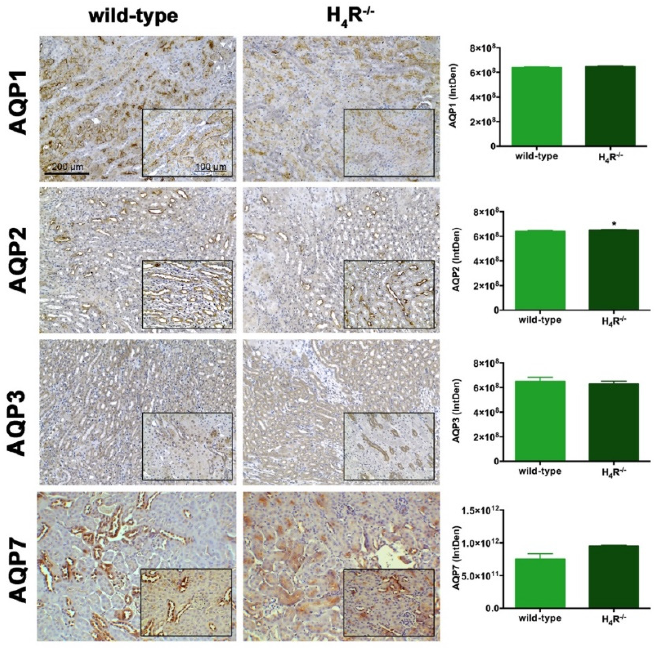 Biomolecules 11 01517 g007 Biomolecules 11 01517 g007