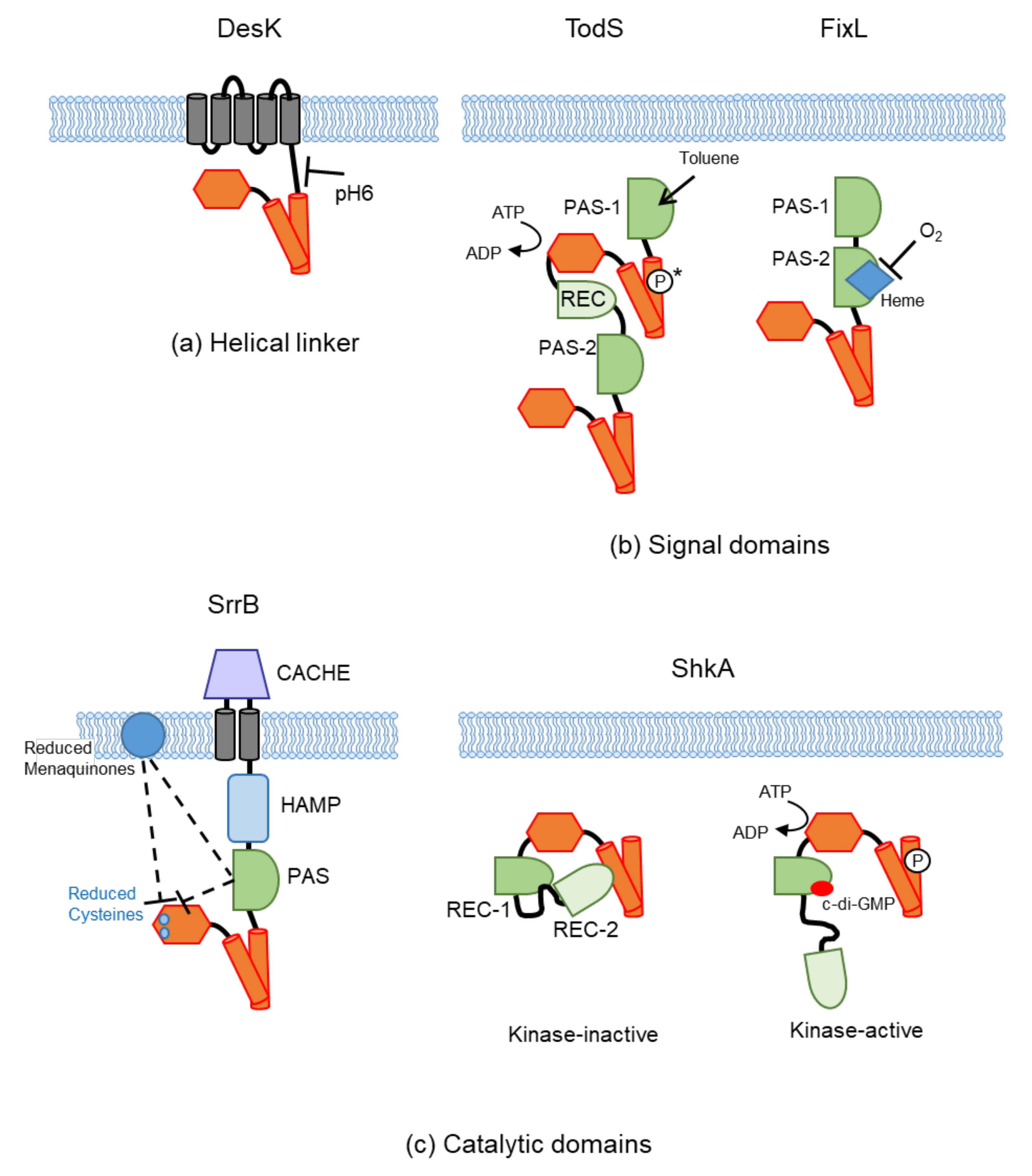 Biomolecules 11 01524 g004 Biomolecules 11 01524 g004