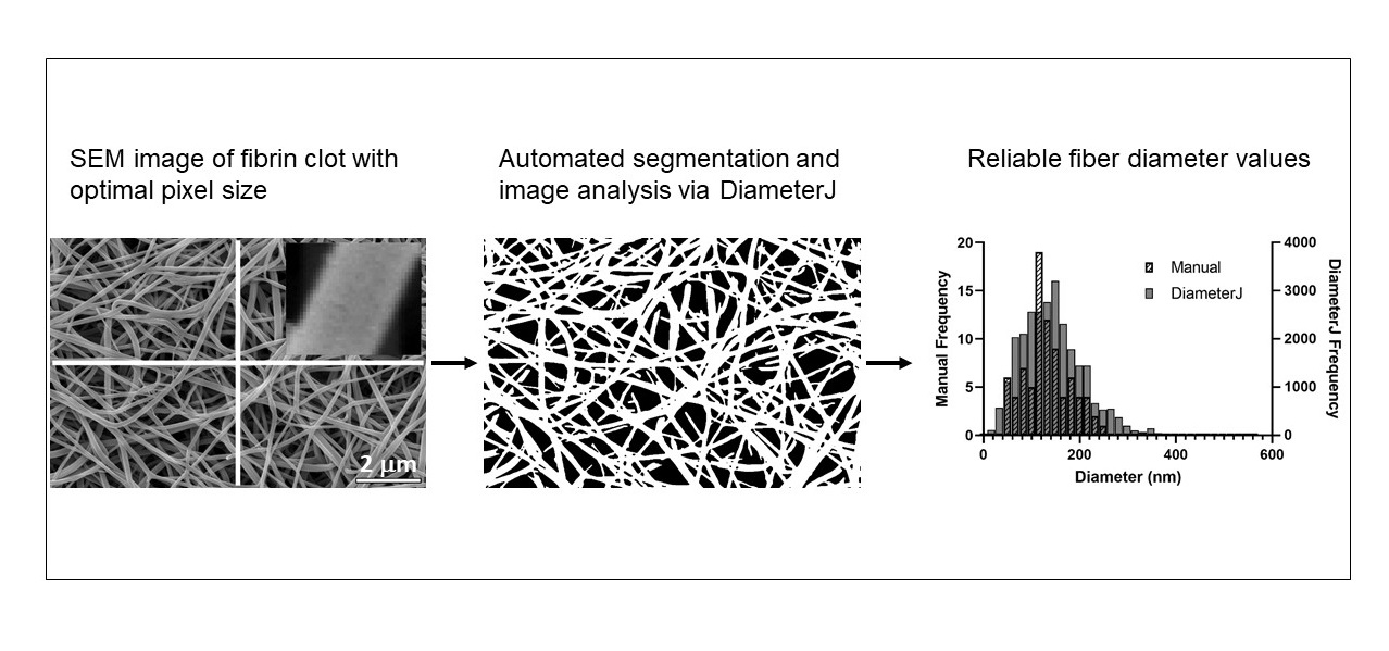 Biomolecules Free Full Text Automated Fiber Diameter And Porosity Measurements Of Plasma Clots In Scanning Electron Microscopy Images Html