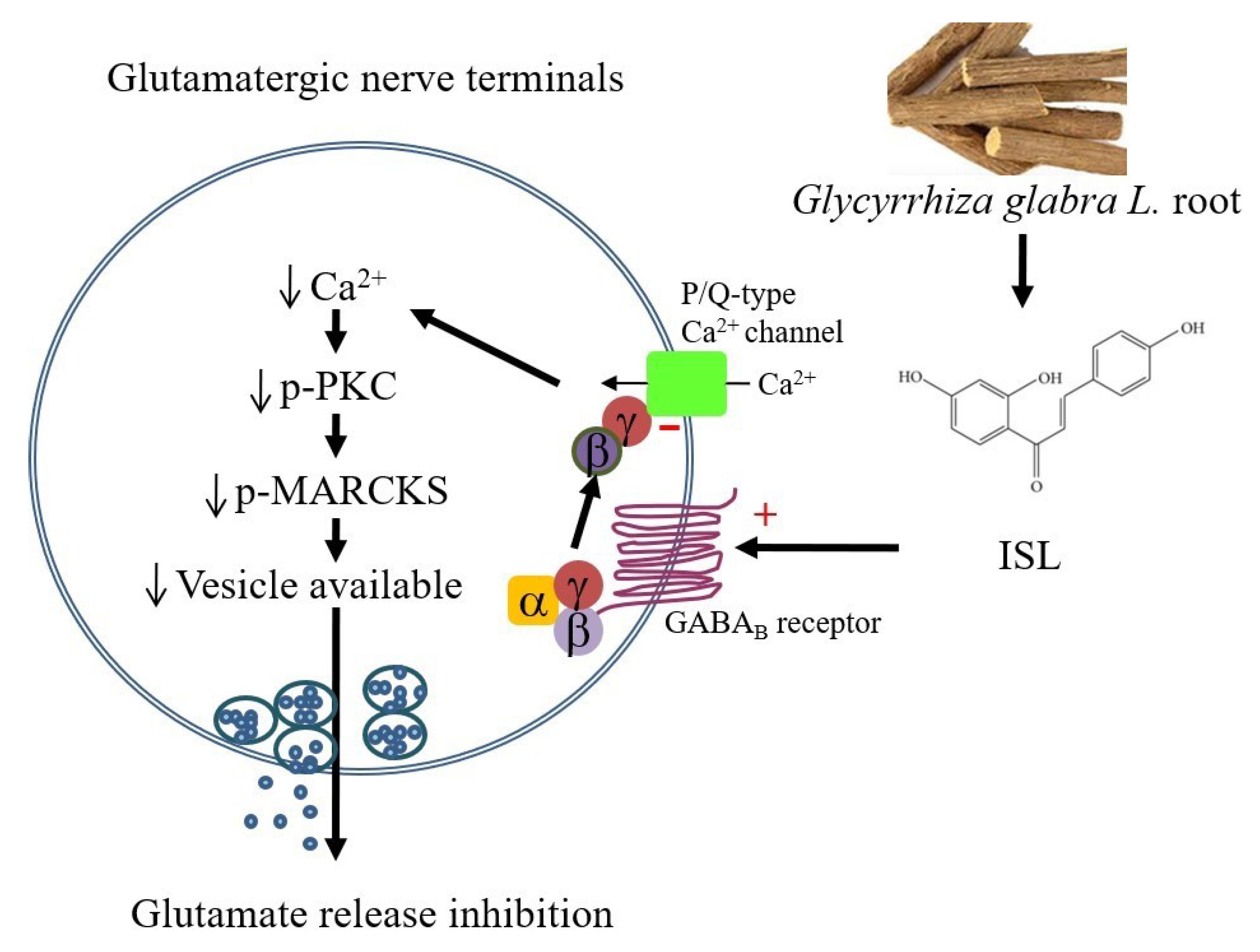 Biomolecules 11 01537 g007