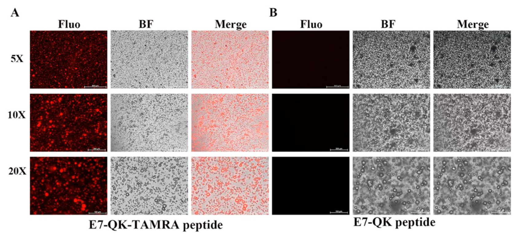 Biomolecules 11 01538 g006 Biomolecules 11 01538 g006