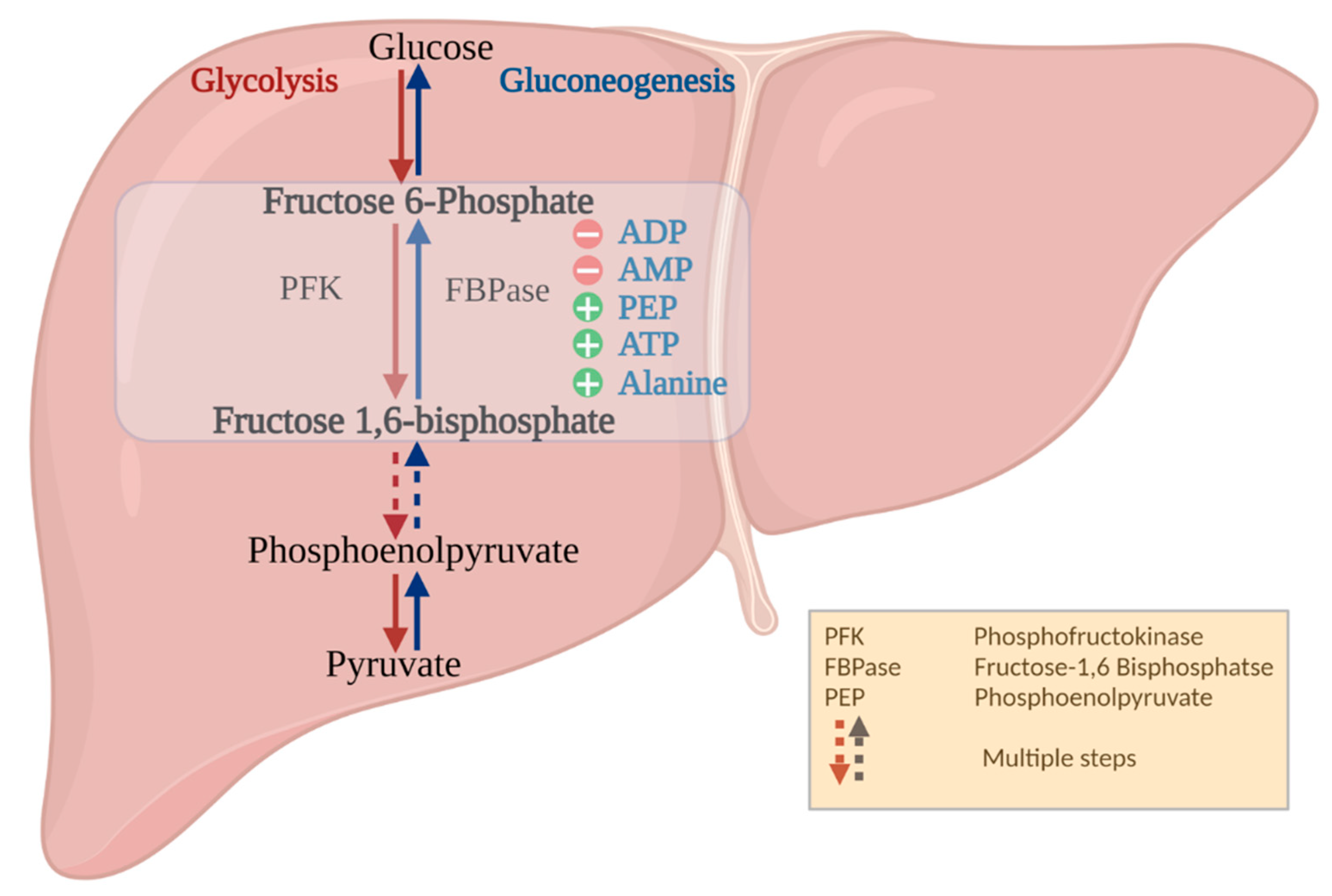 glucose 6 phosphate to fructose 6 phosphate mechanism