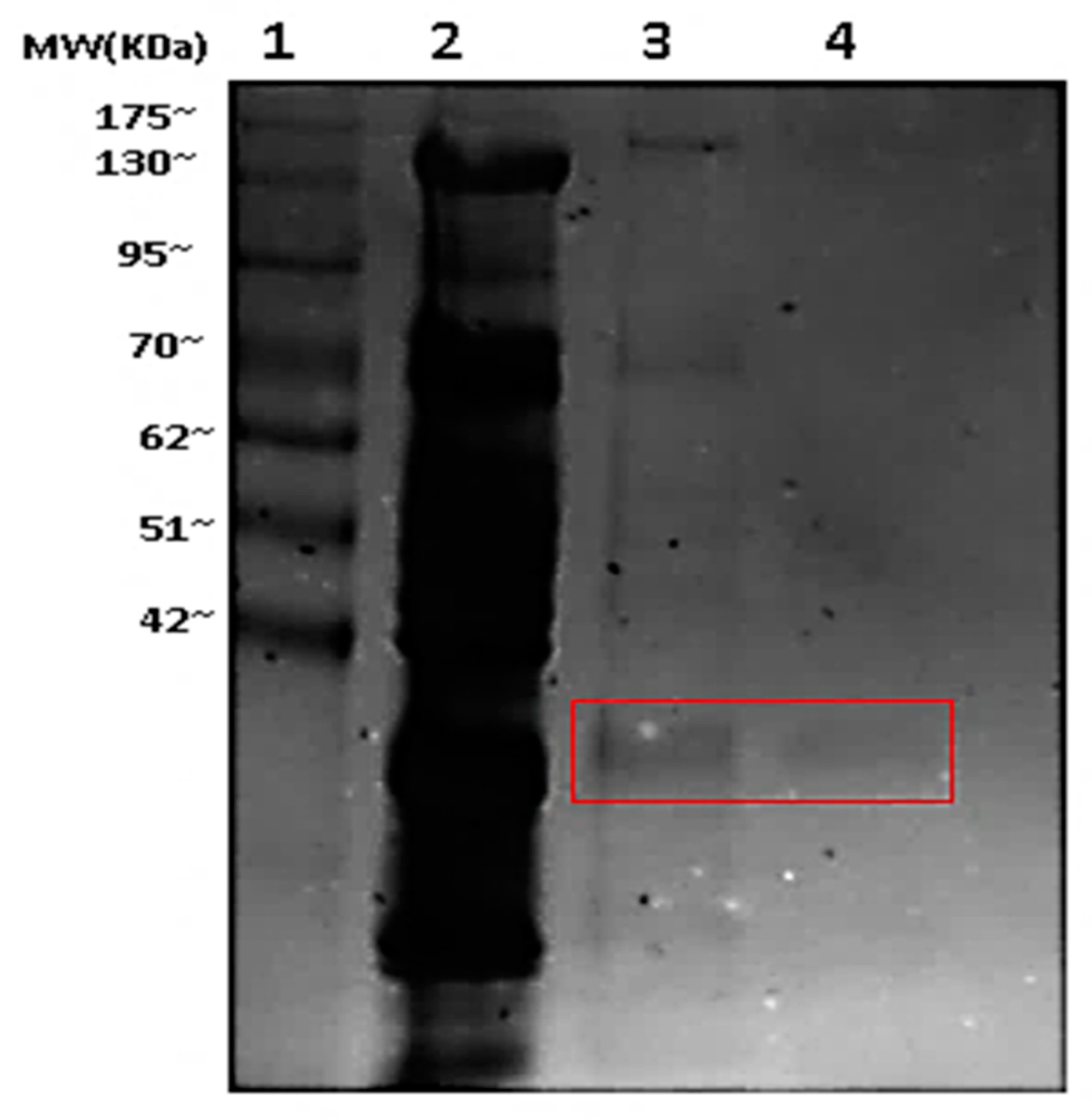 Biomolecules 11 01548 g002