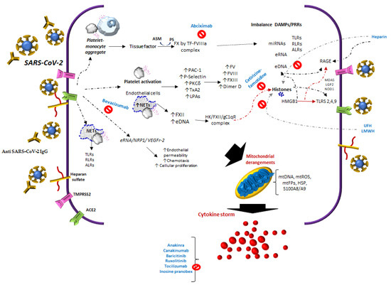 Biomolecules | Free Full-Text | Mechanisms of Immunothrombosis by SARS-CoV-2