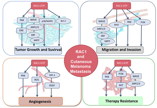Biomolecules | Free Full-Text | RAC1 Activation as a Potential Therapeutic  Option in Metastatic Cutaneous Melanoma