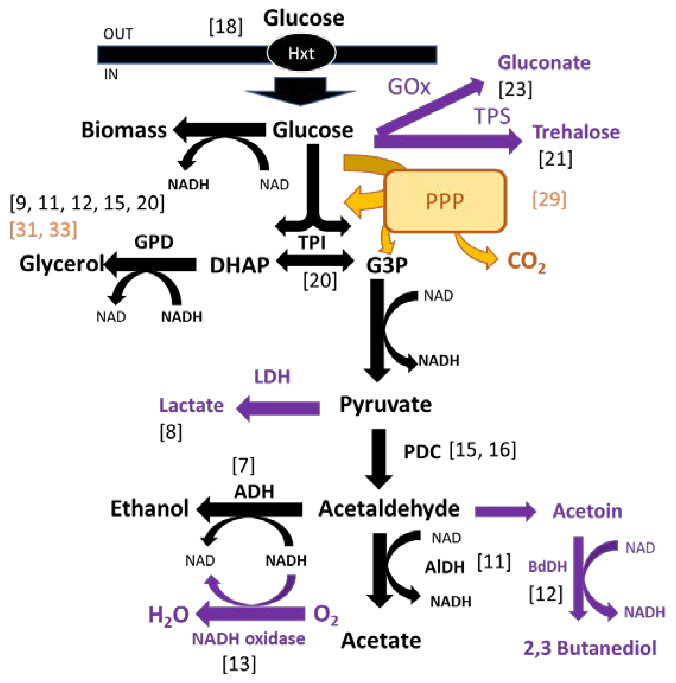 Biomolecules 11 01569 g001 Biomolecules 11 01569 g001
