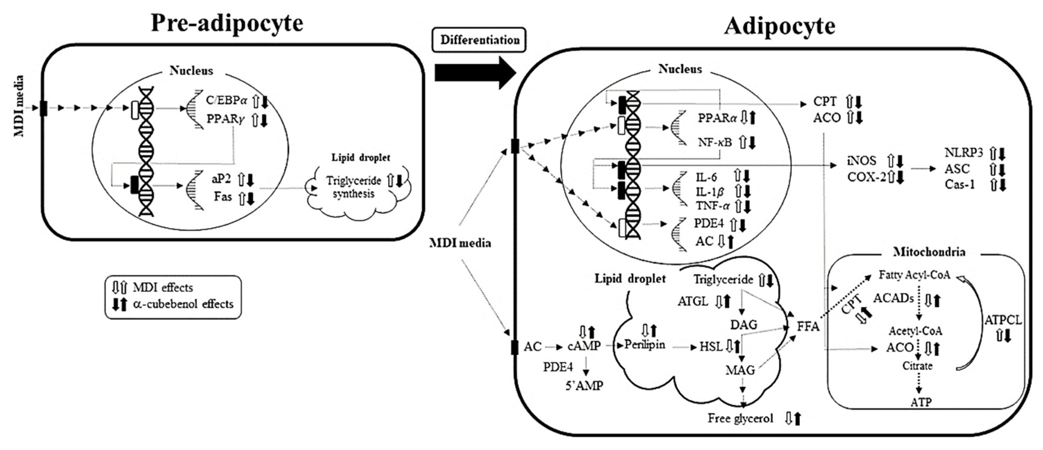 Biomolecules 11 01650 g009 Biomolecules 11 01650 g009