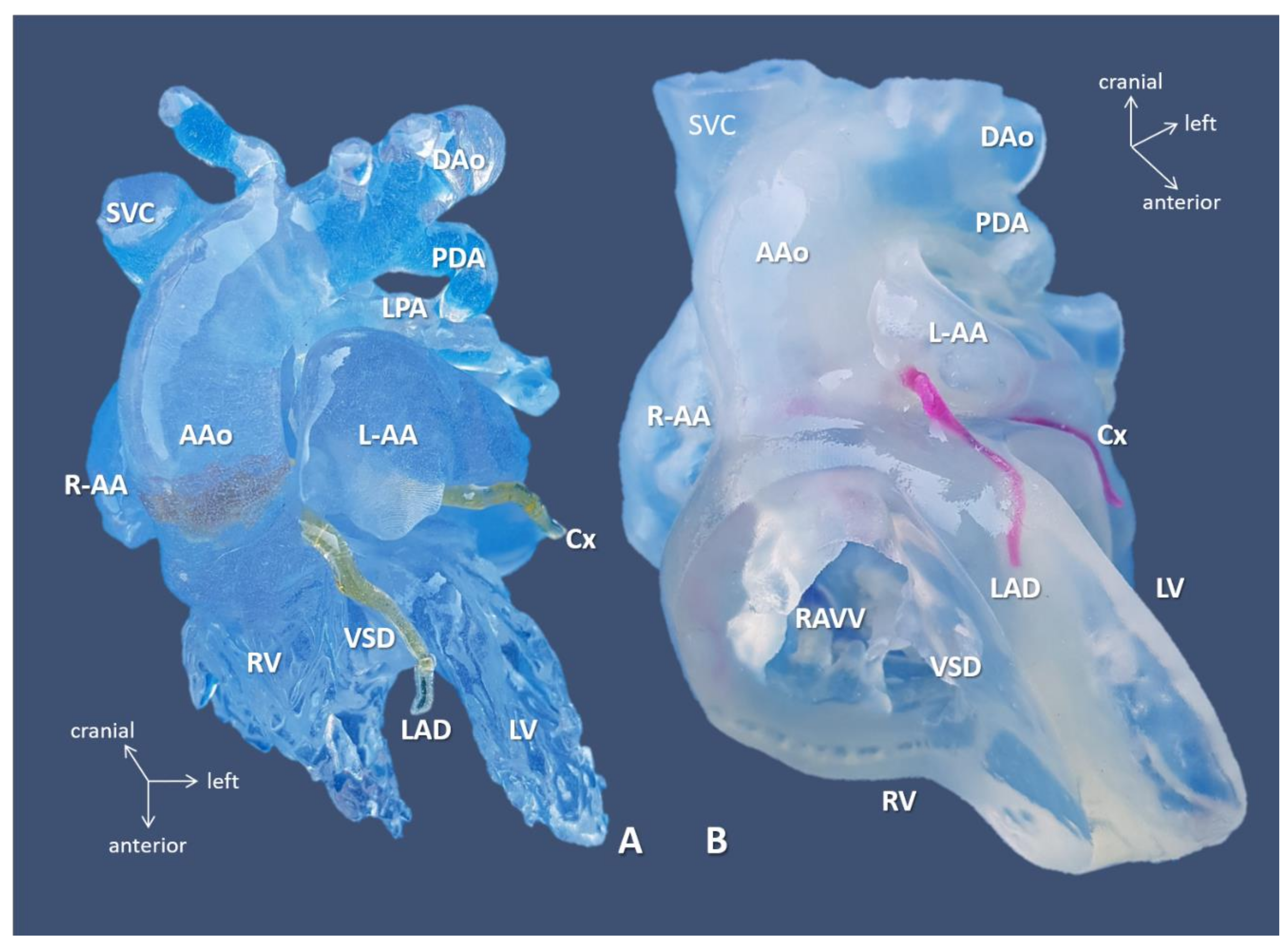 Biomolecules 11 01703 g004 Biomolecules 11 01703 g004