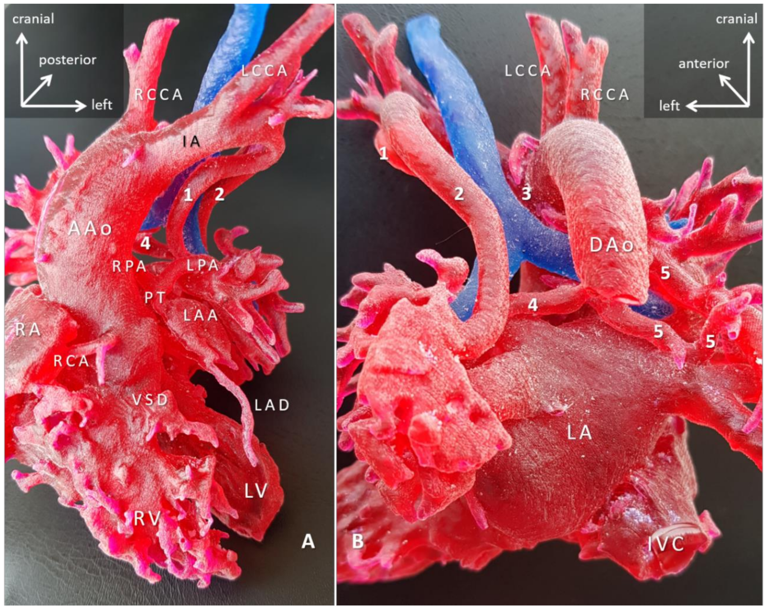 Biomolecules 11 01703 g007 Biomolecules 11 01703 g007