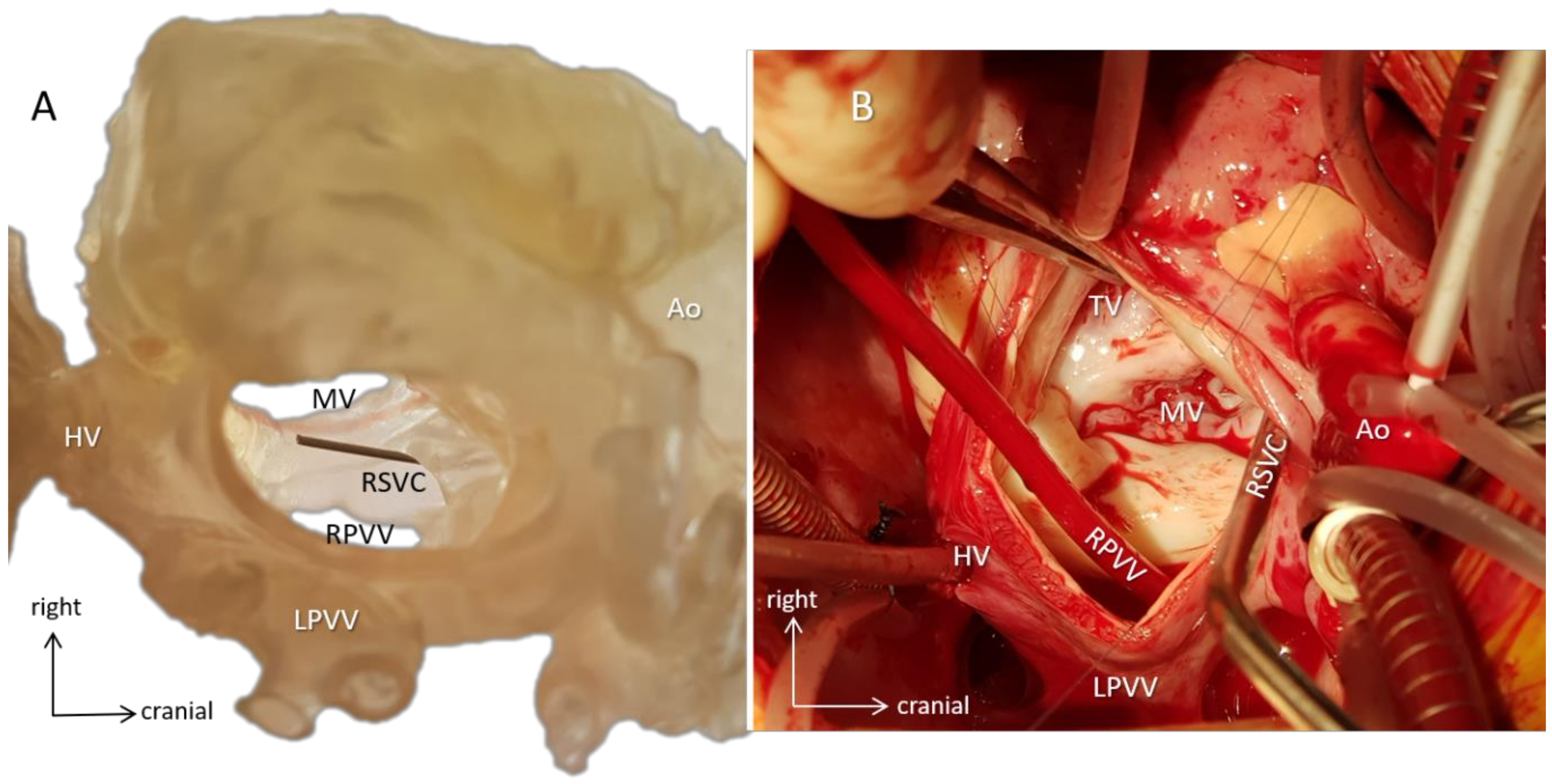 Biomolecules 11 01703 g008 Biomolecules 11 01703 g008