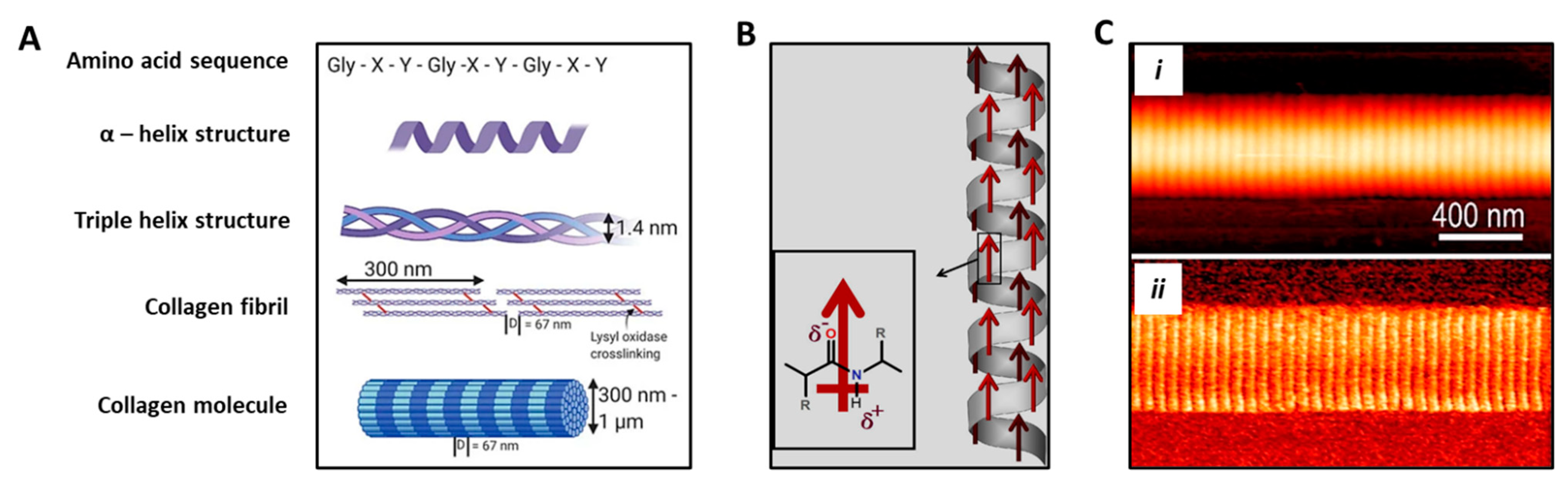 Biomolecules 11 01731 g004