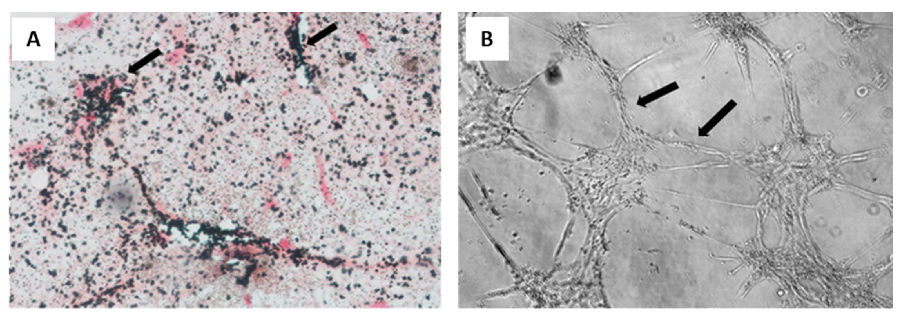 Biomolecules 11 01731 g006