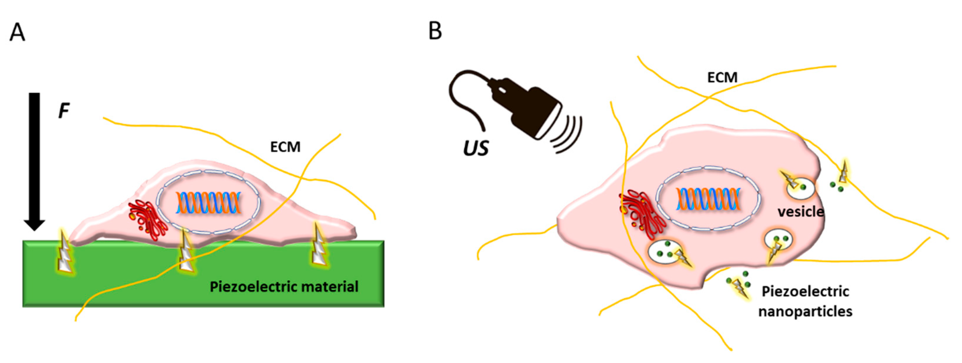 Biomolecules 11 01731 g012
