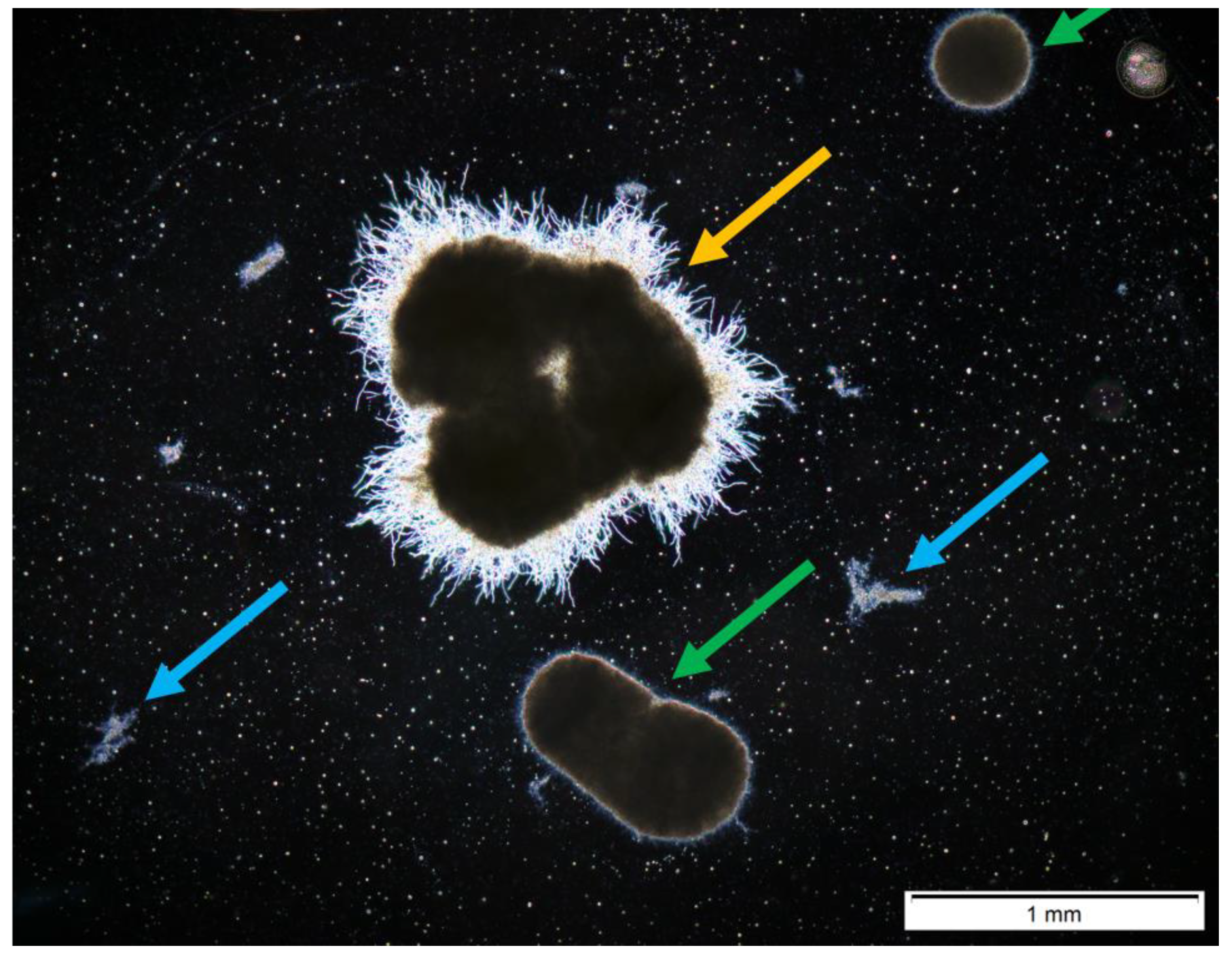 Biomolecules 11 01740 g001