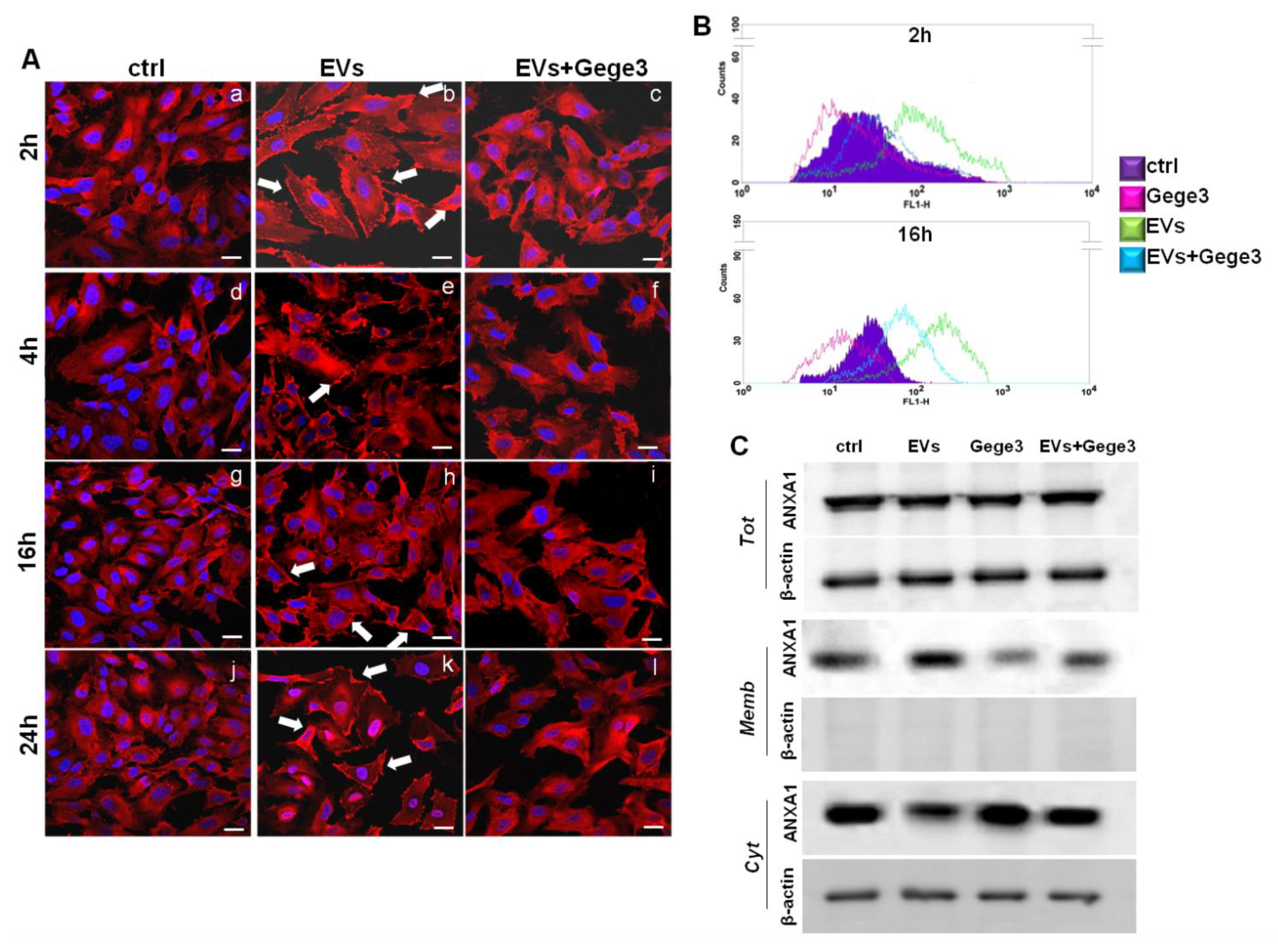 Biomolecules 11 01758 g003