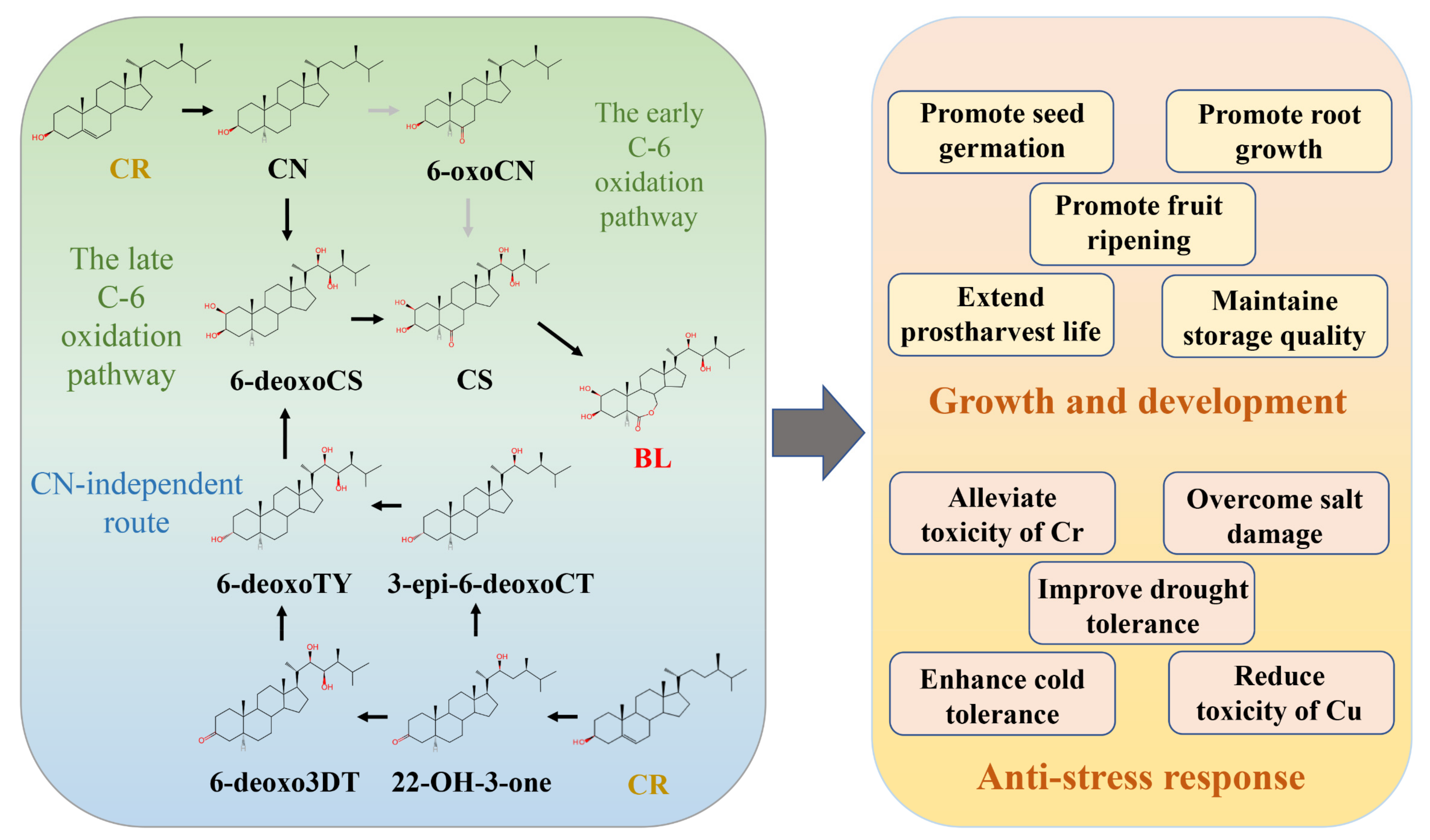 Biomolecules 11 01800 g001