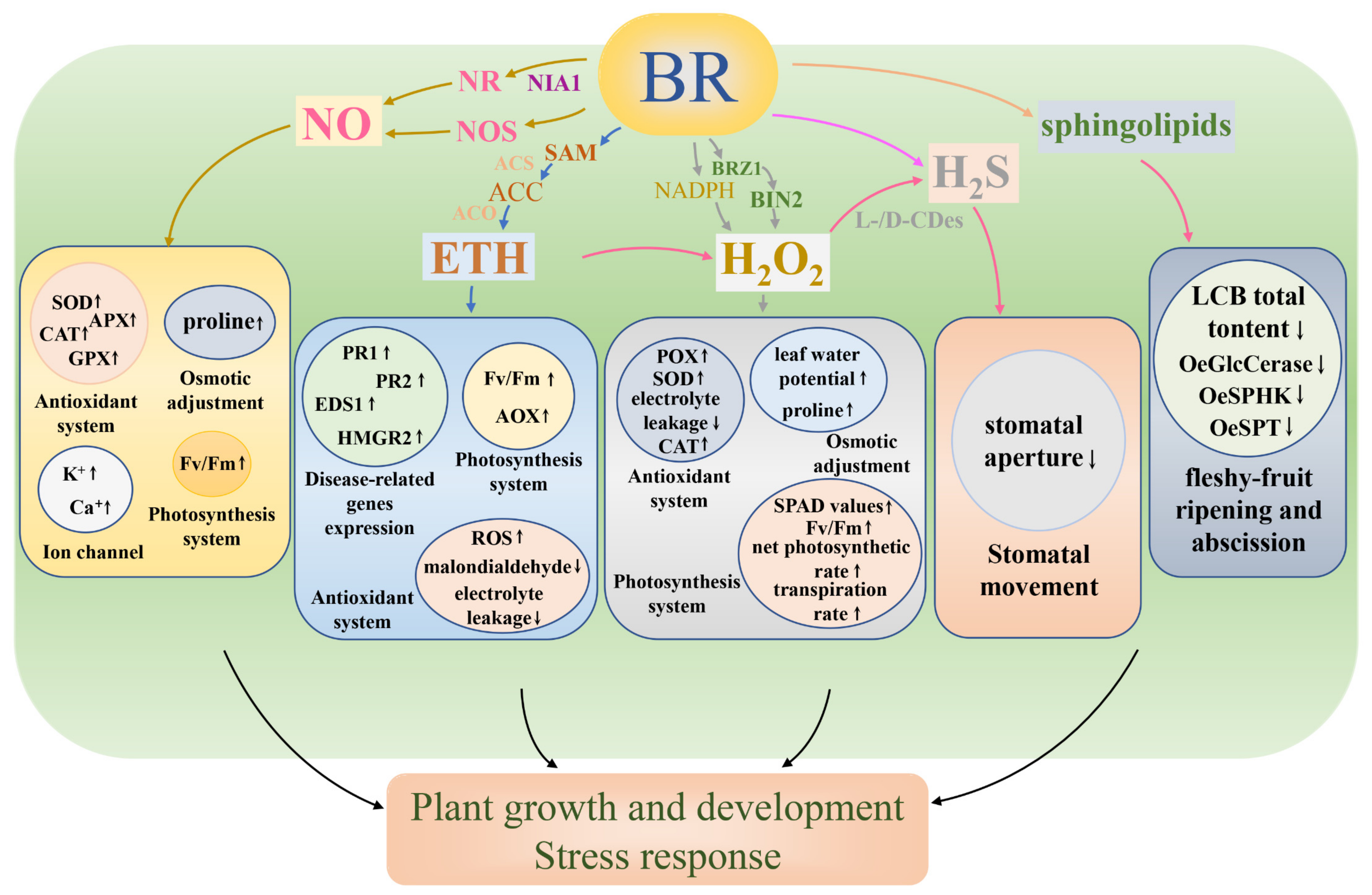 Biomolecules 11 01800 g002