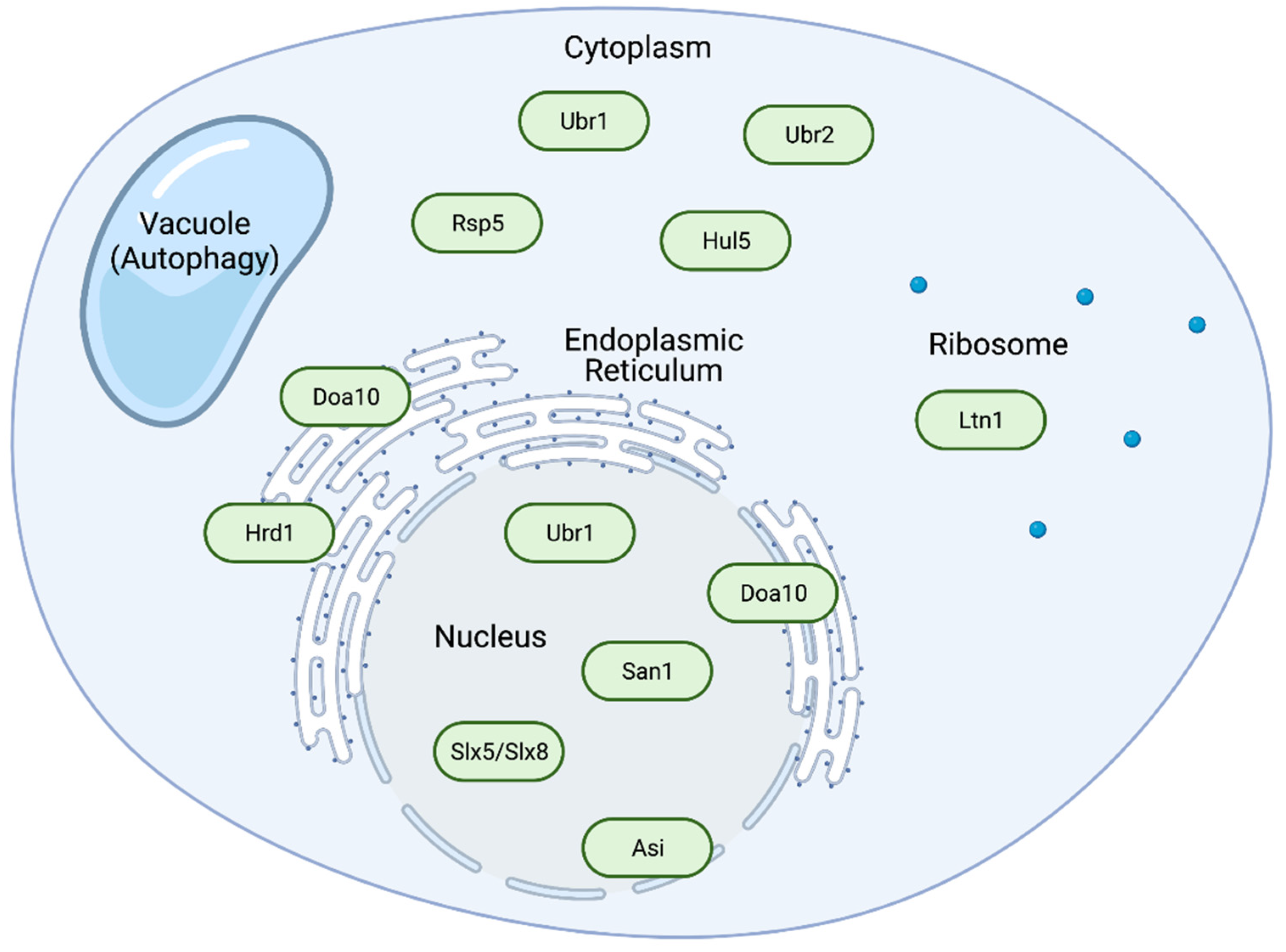 Biomolecules 11 01821 g002 Biomolecules 11 01821 g002