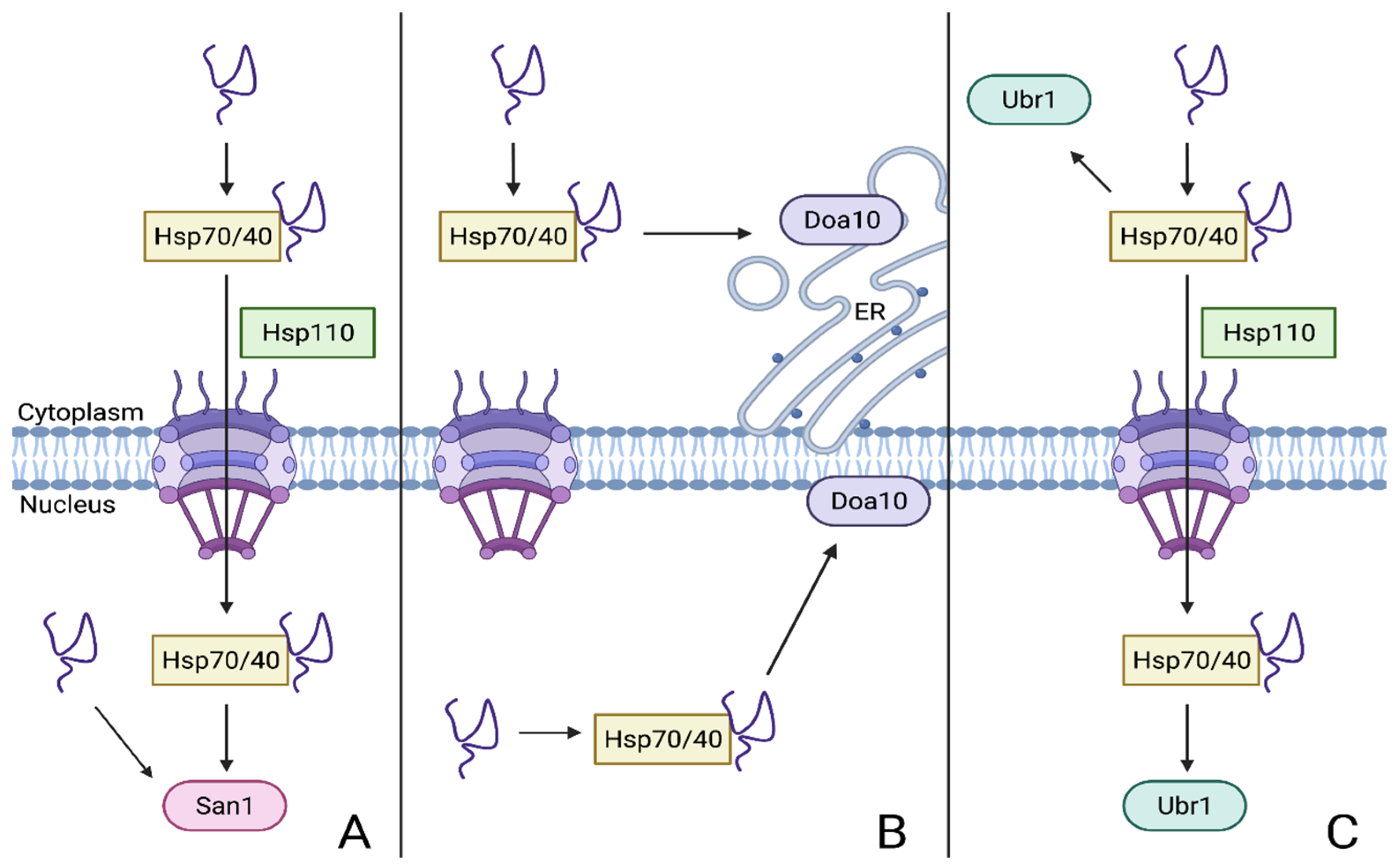 Biomolecules 11 01821 g003 Biomolecules 11 01821 g003