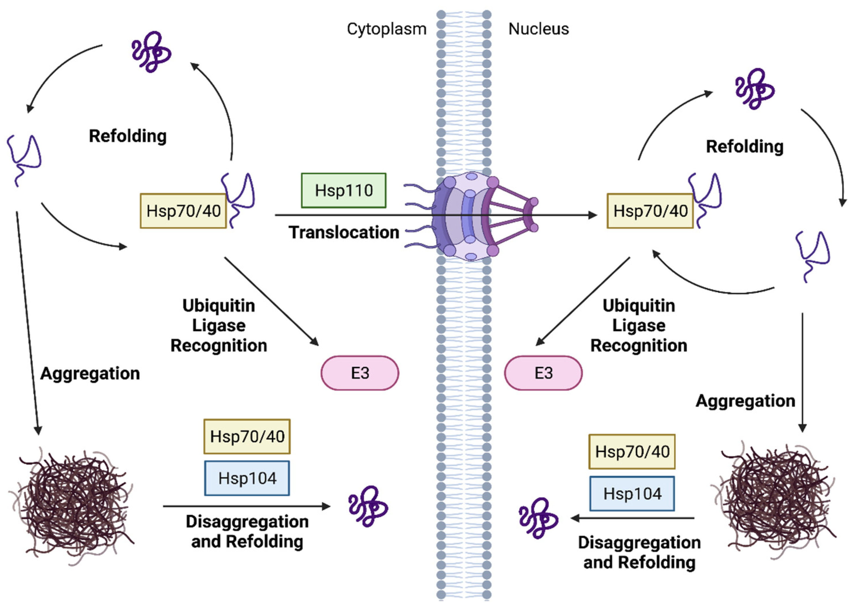 Biomolecules 11 01821 g004 Biomolecules 11 01821 g004