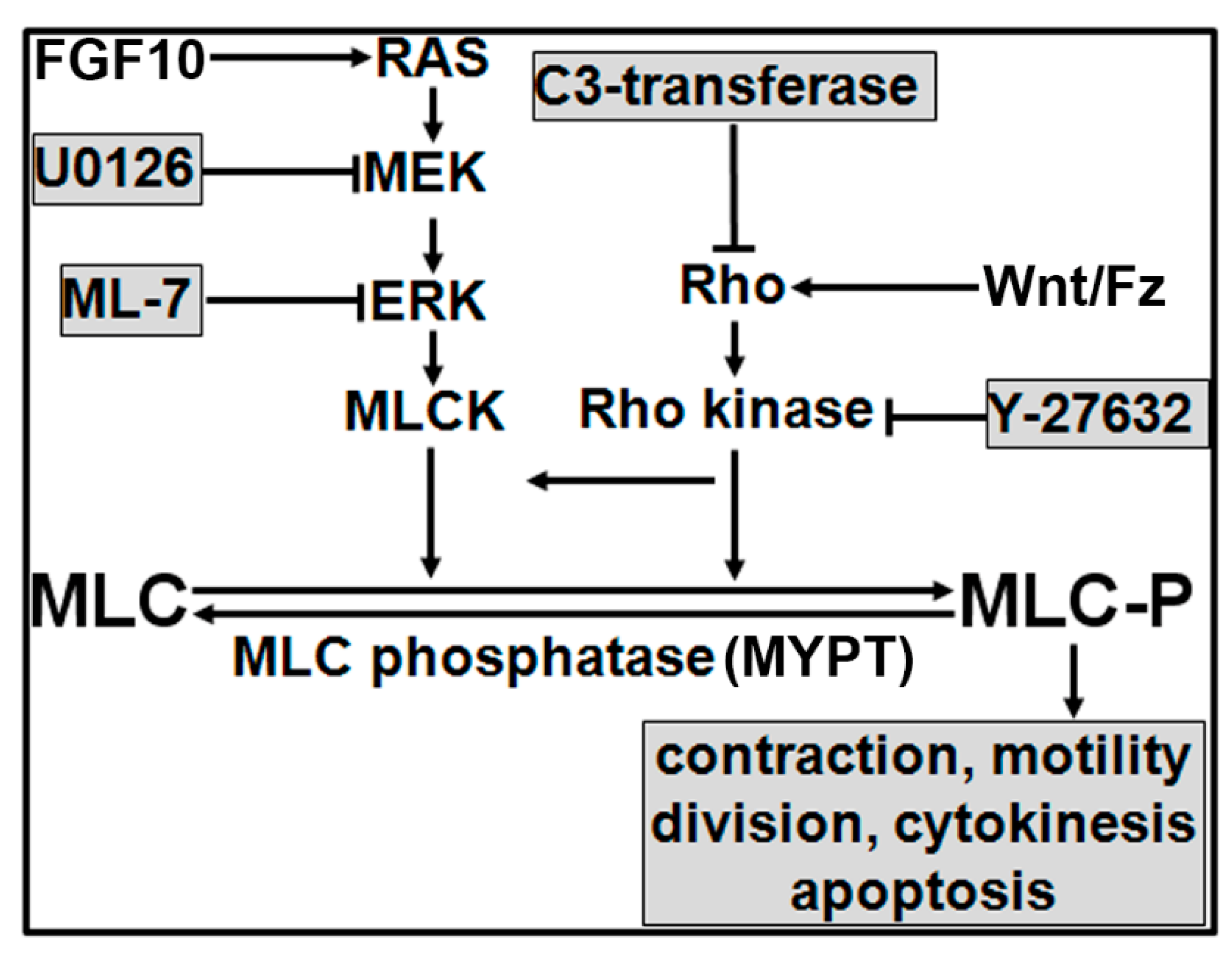 Biomolecules 11 01829 g008 Biomolecules 11 01829 g008