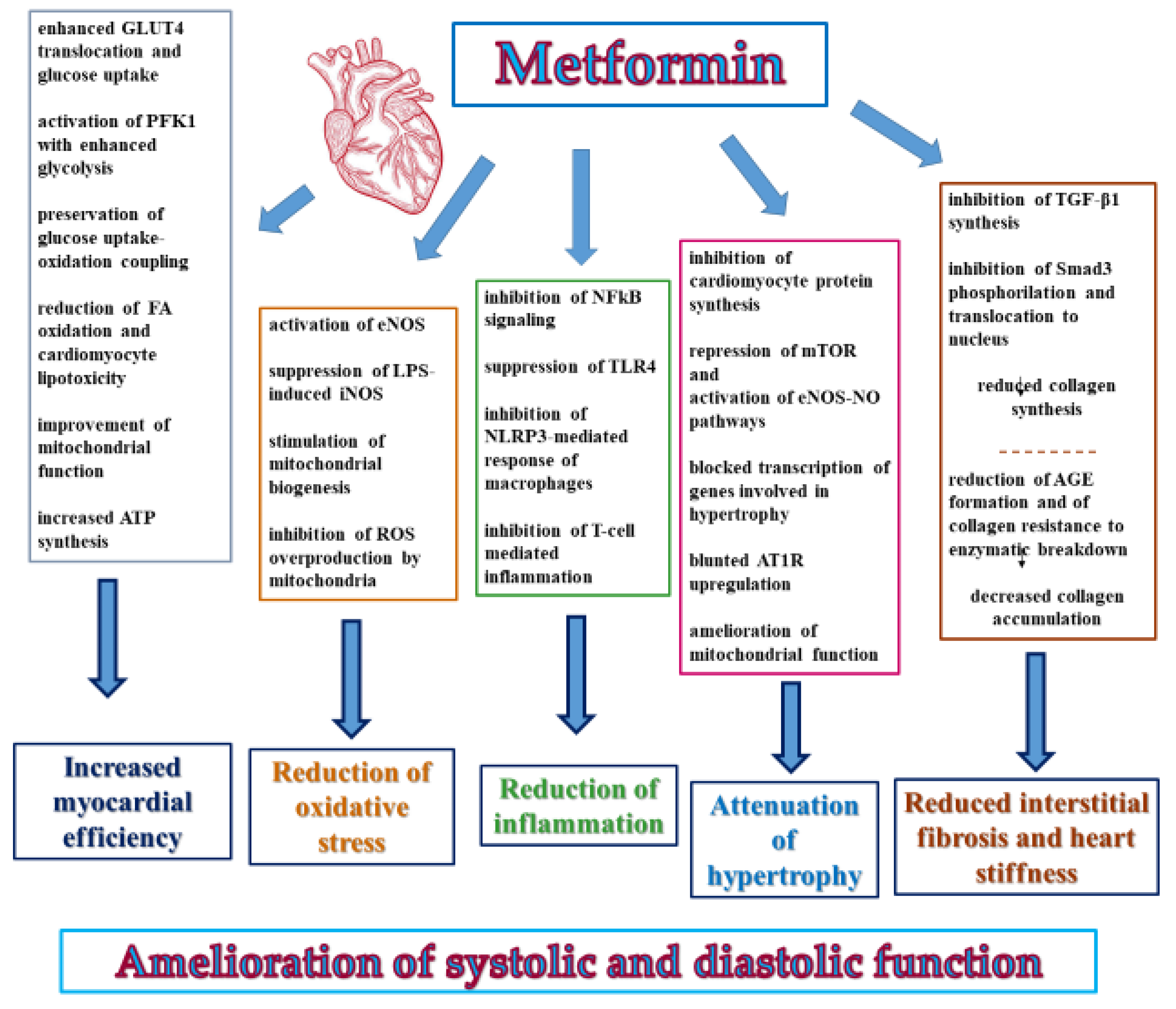 Metformin and heart health