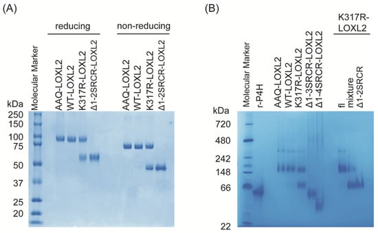 A) Non-reduced 10% Bis-Tris gel and (B) mercaptoethanol-reduced