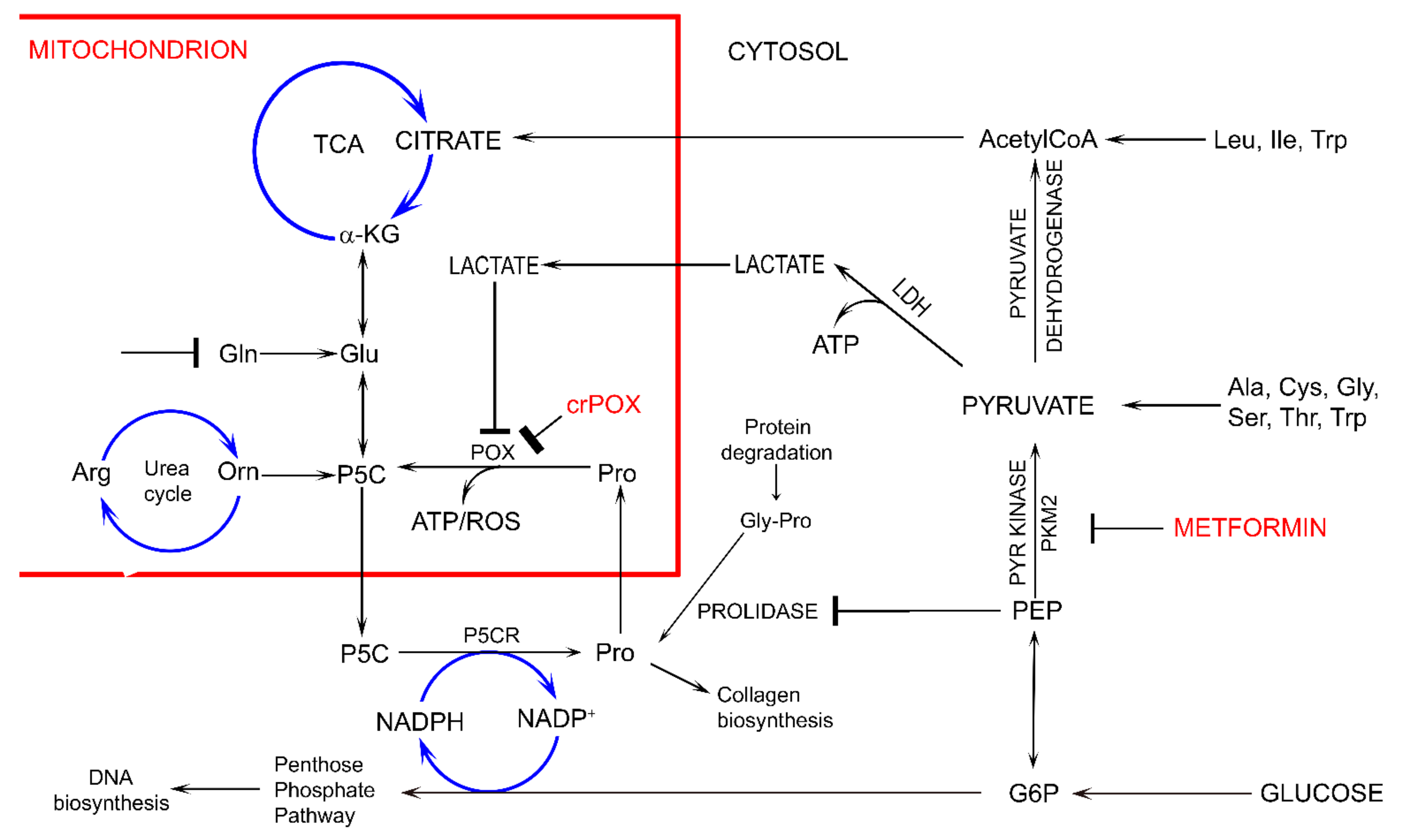 Biomolecules 11 01888 g002