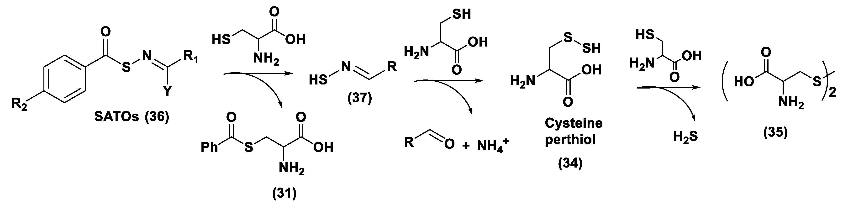 Biomolecules 11 01899 g017 Biomolecules 11 01899 g017