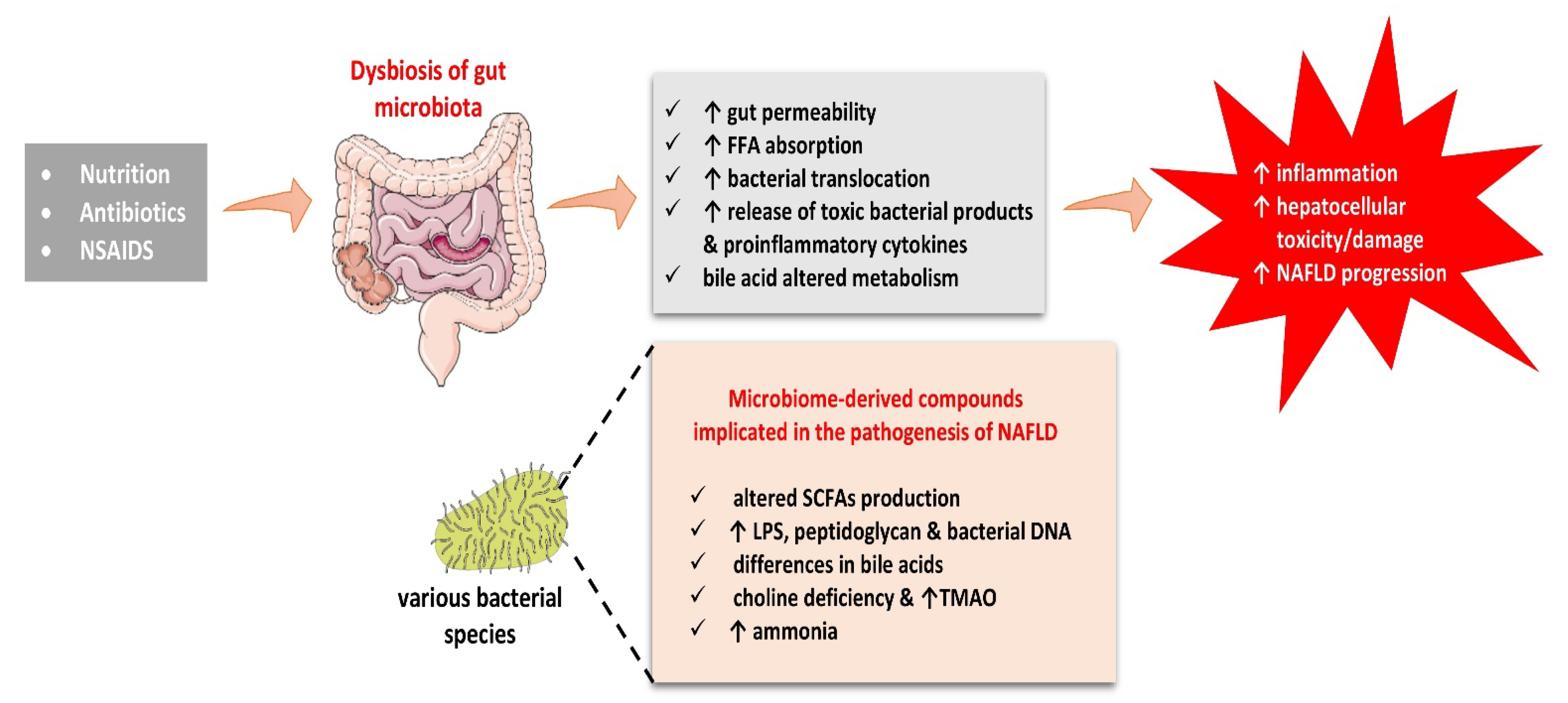 Biomolecules | Free Full-Text | Understanding the Role of the Gut  Microbiome and Microbial Metabolites in Non-Alcoholic Fatty Liver Disease:  Current Evidence and Perspectives | HTML
