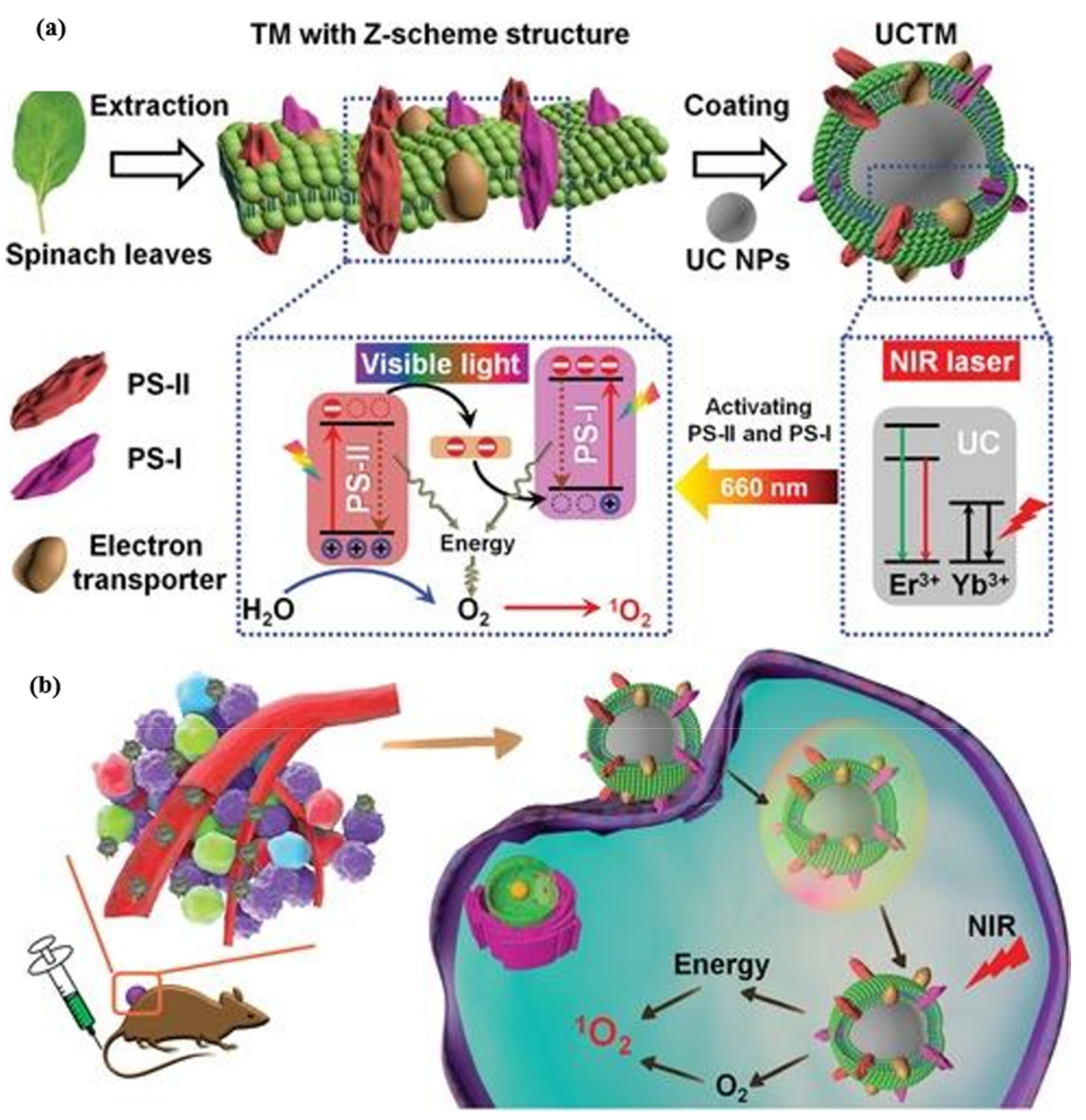 Biomolecules 12 00081 g008 Biomolecules 12 00081 g008