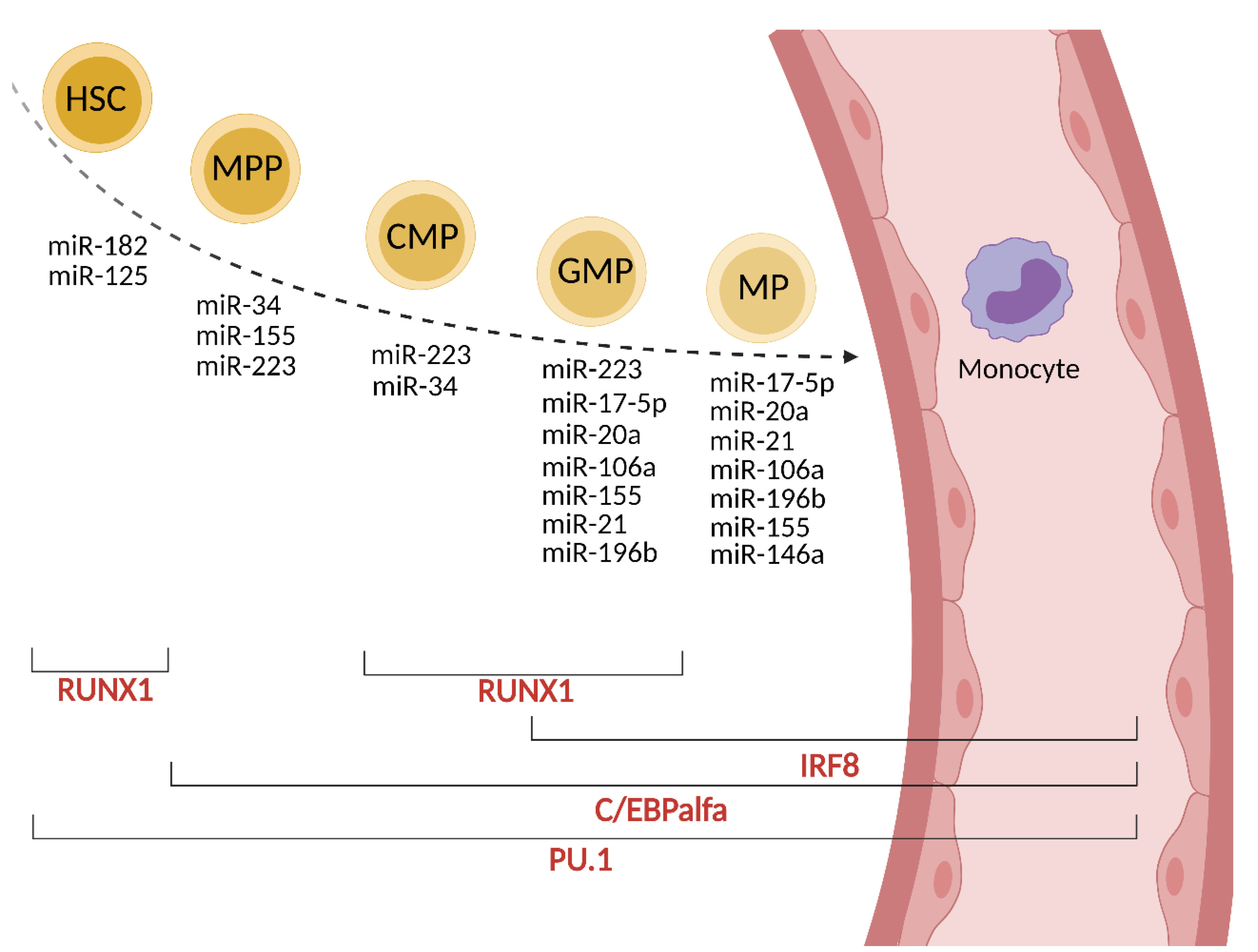 Transcription factor KLF4 regulated STAT1 to promote M1 polarization of  macrophages in rheumatoid arthritis