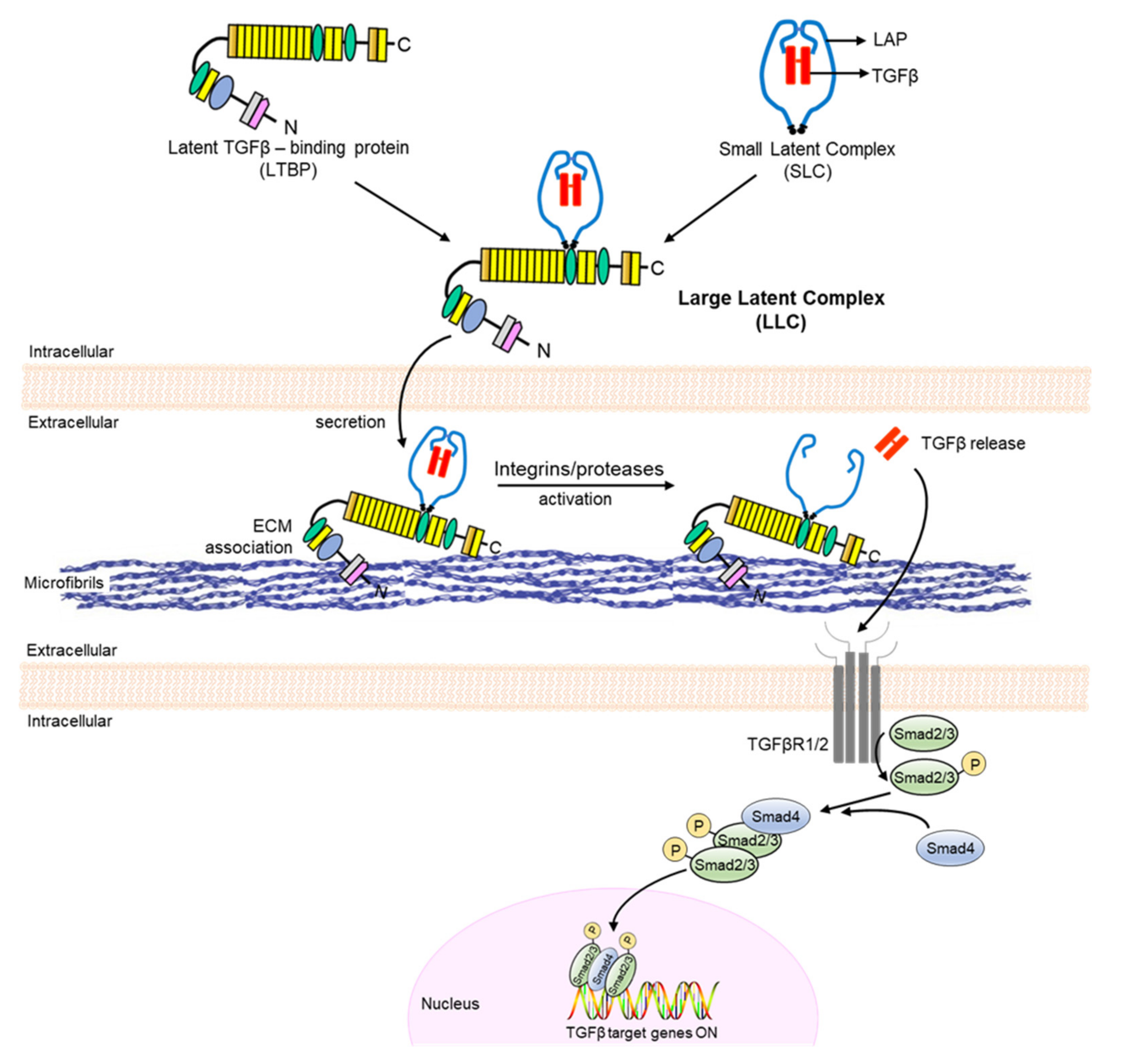 Biomolecules 12 00128 g002