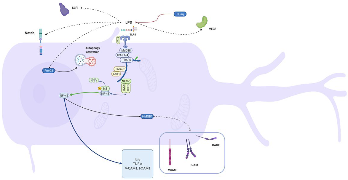 Biomolecules 12 00138 g002 Biomolecules 12 00138 g002