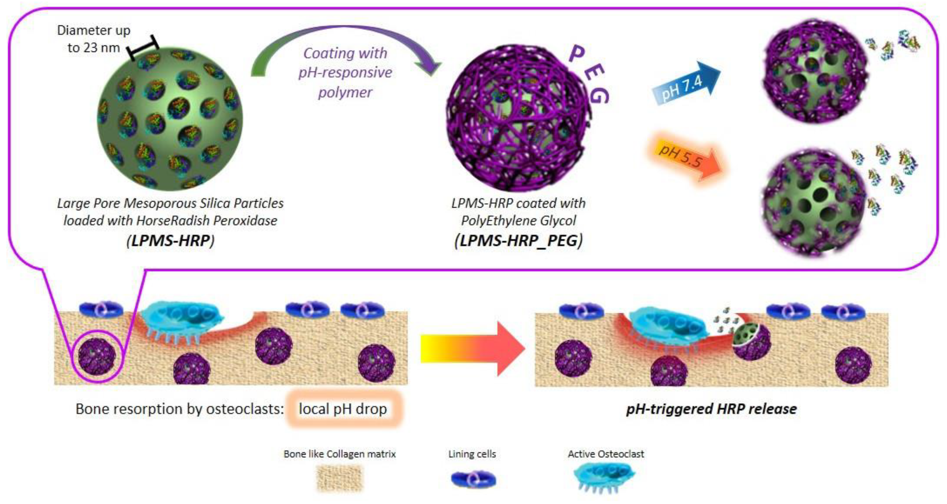 Biomolecules 12 00141 g004
