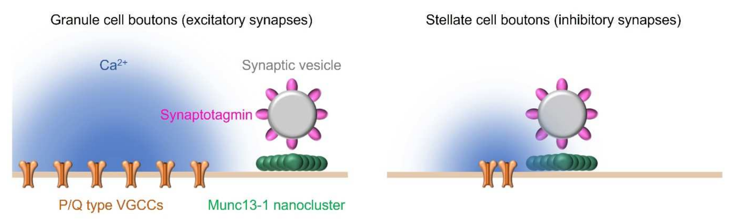 Neurexin-3 subsynaptic densities are spatially distinct from Neurexin-1 and  essential for excitatory synapse nanoscale organization in the hippocampus