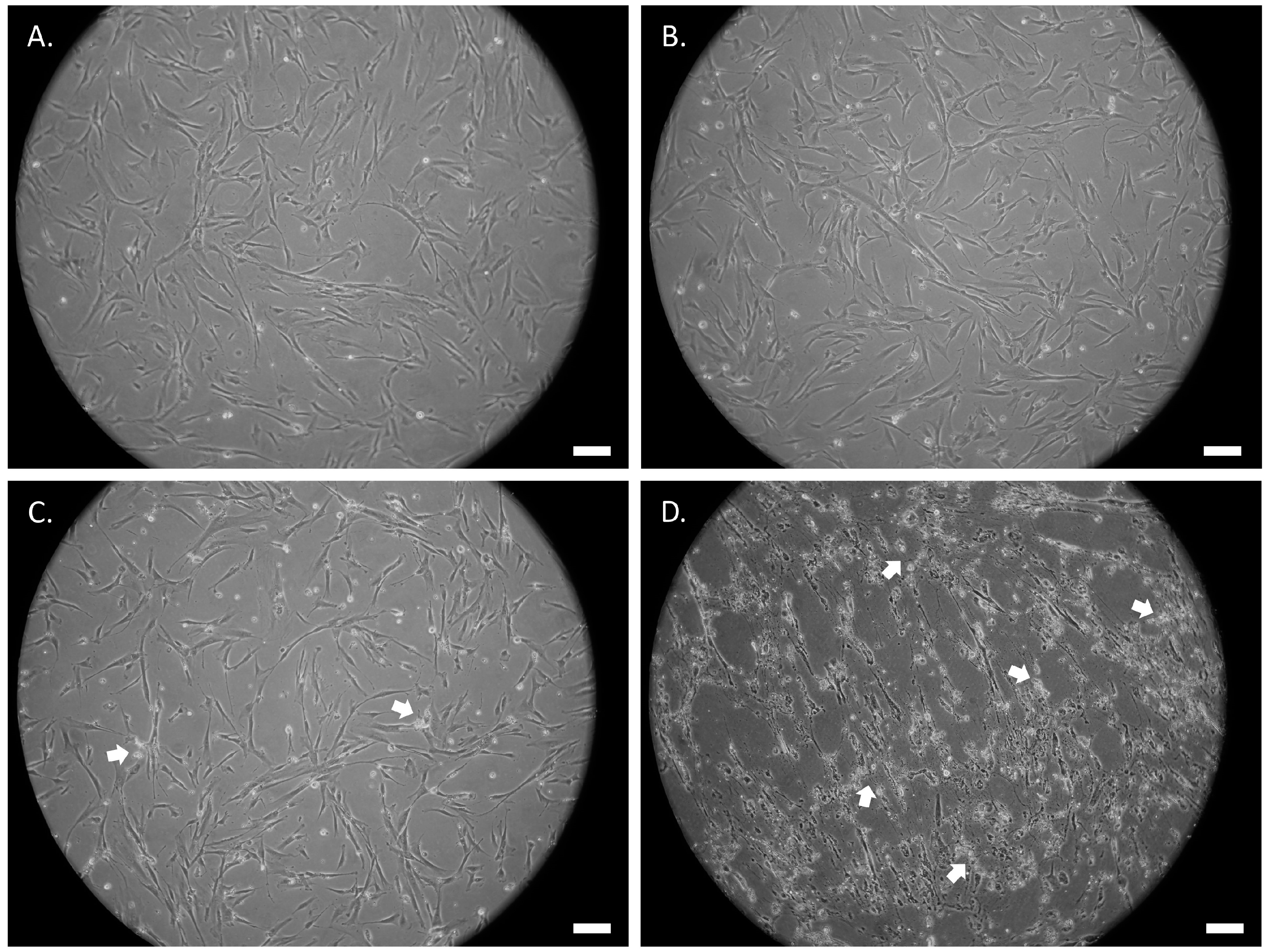 Biomolecules 12 00218 g004