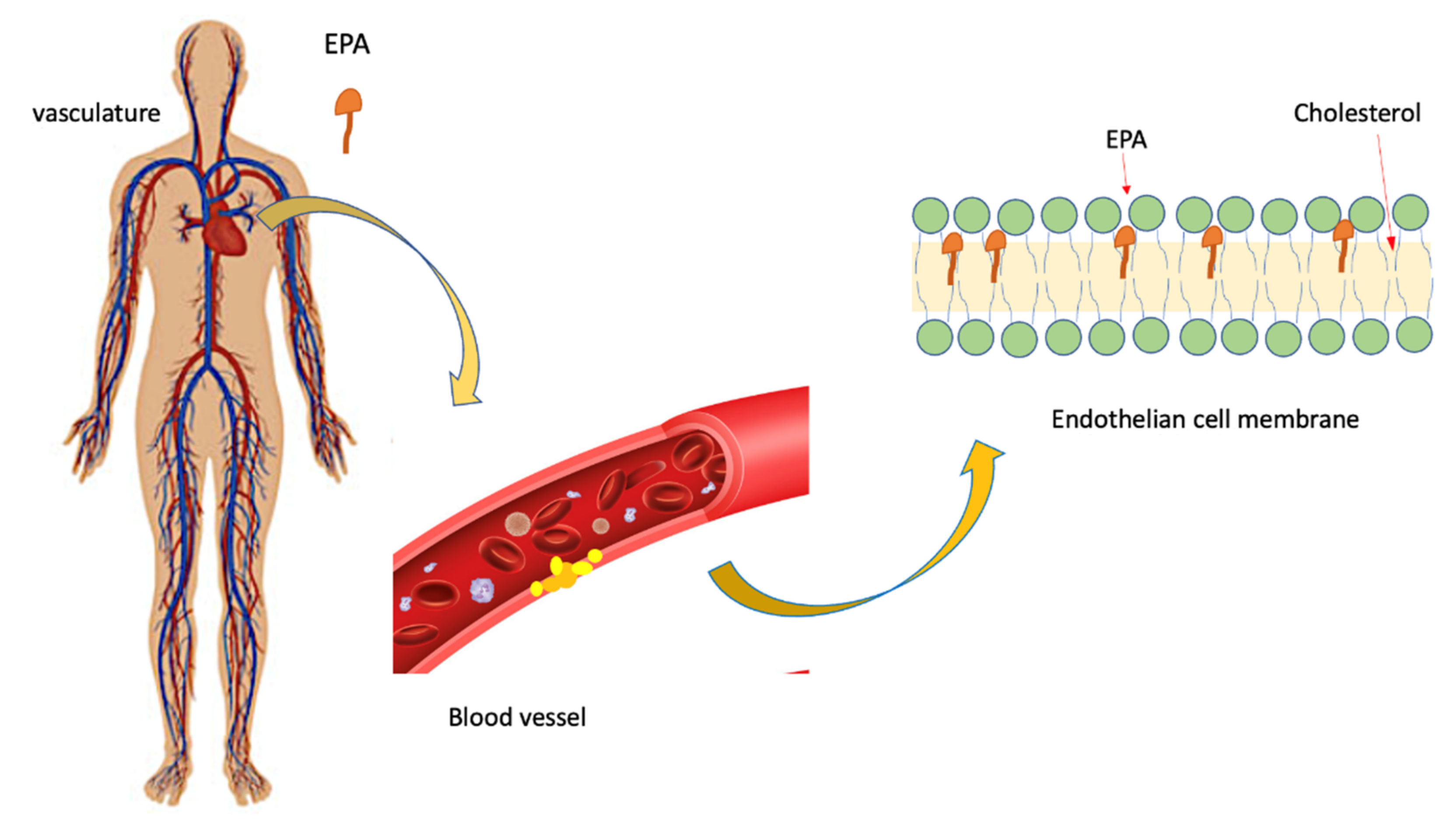 Biomolecules 12 00242 g002 Biomolecules 12 00242 g002