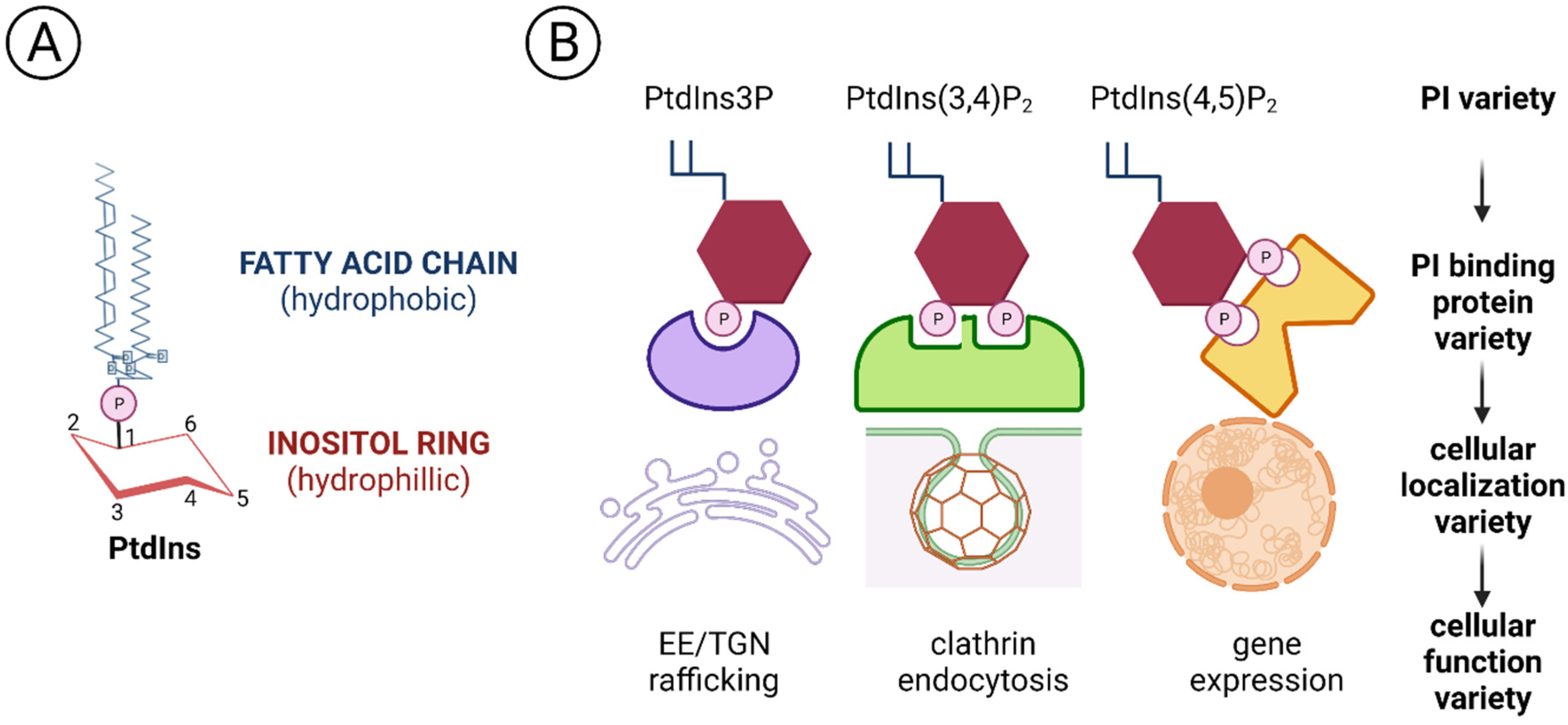 Biomolecules 12 00350 g004