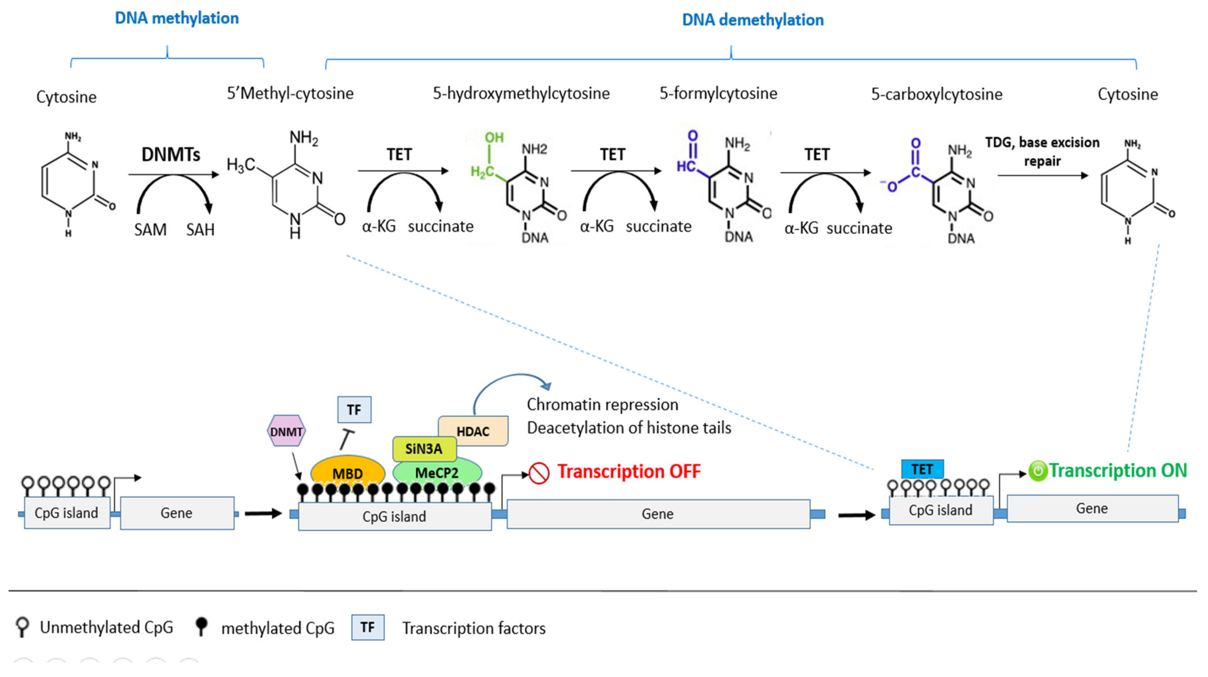 Biomolecules 12 00367 g003 Biomolecules 12 00367 g003