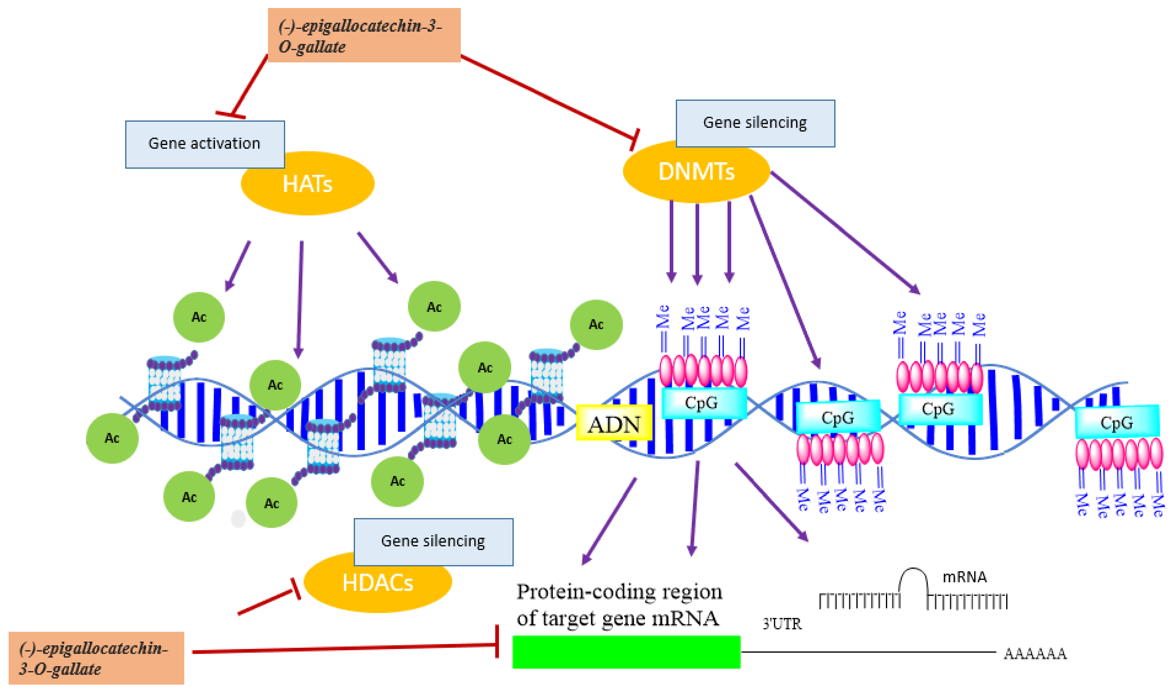 Biomolecules 12 00367 g005 Biomolecules 12 00367 g005