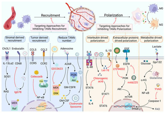 Noncoding RNA-mediated Macrophage And Cancer Cell Crosstalk