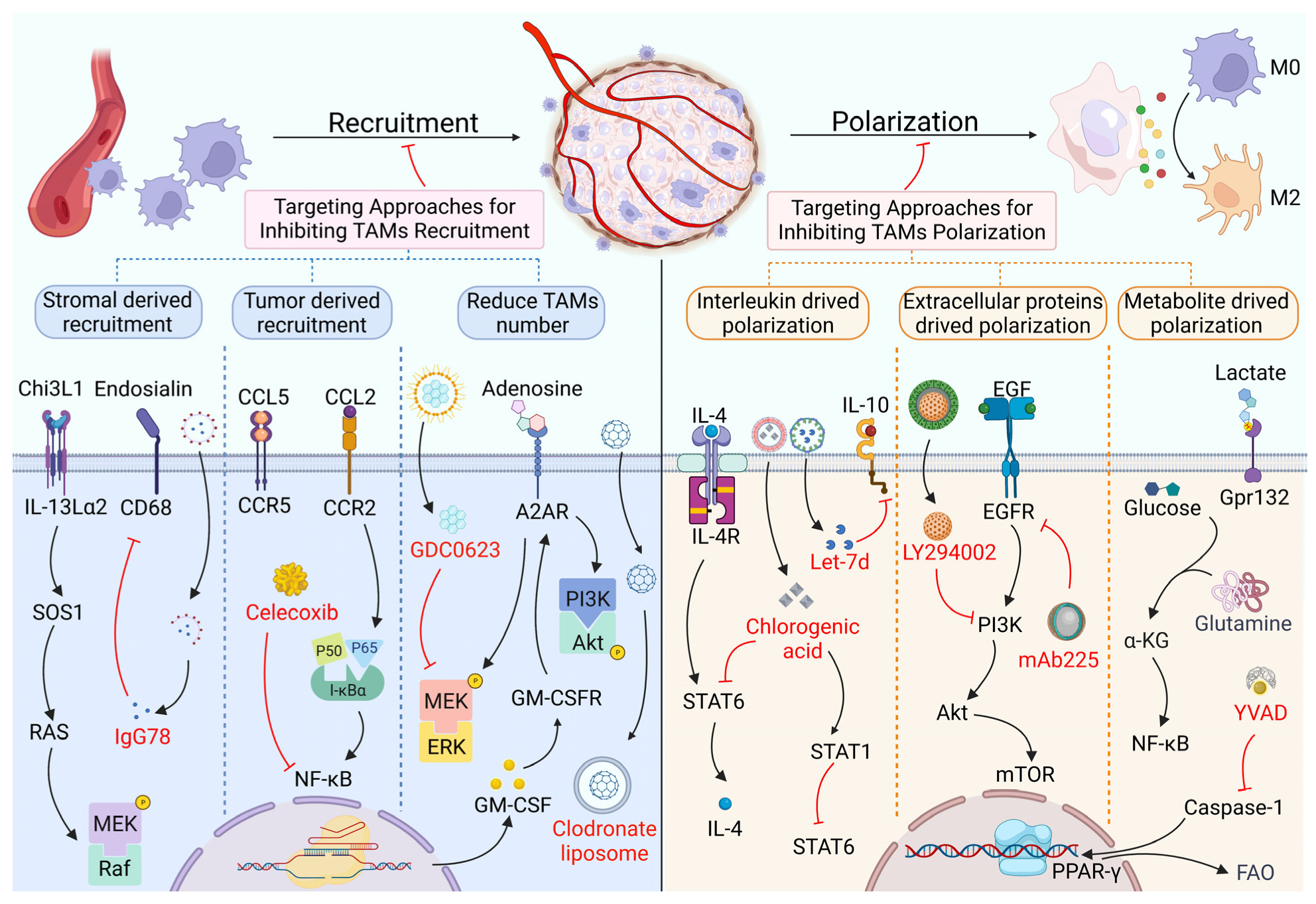 Biomolecules | Free Full-Text | Therapeutic Approaches Targeting Proteins  in Tumor-Associated Macrophages and Their Applications in Cancers