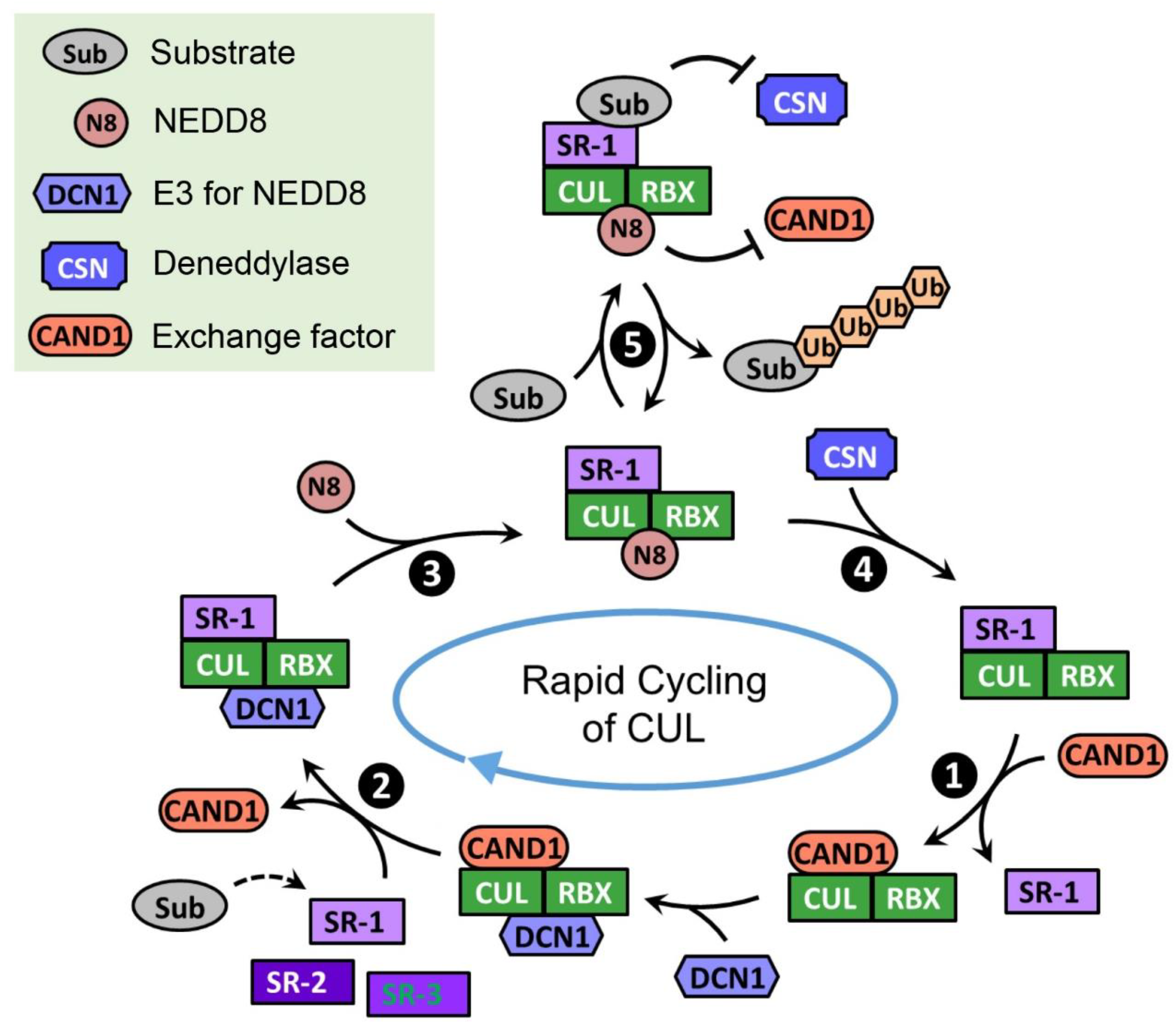 Biomolecules 12 00416 g002 Biomolecules 12 00416 g002